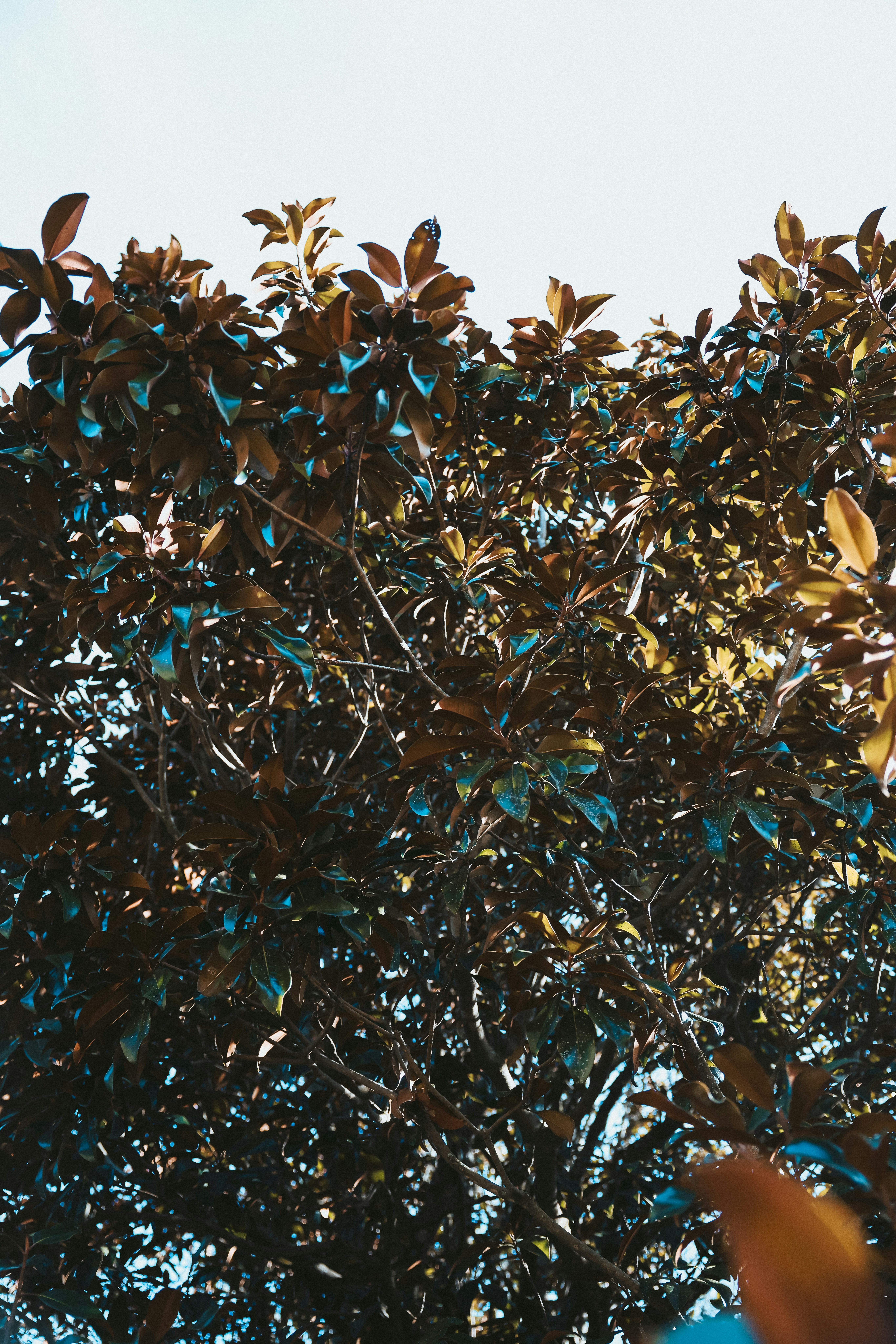 Ein Vogel sitzt auf einem Ast