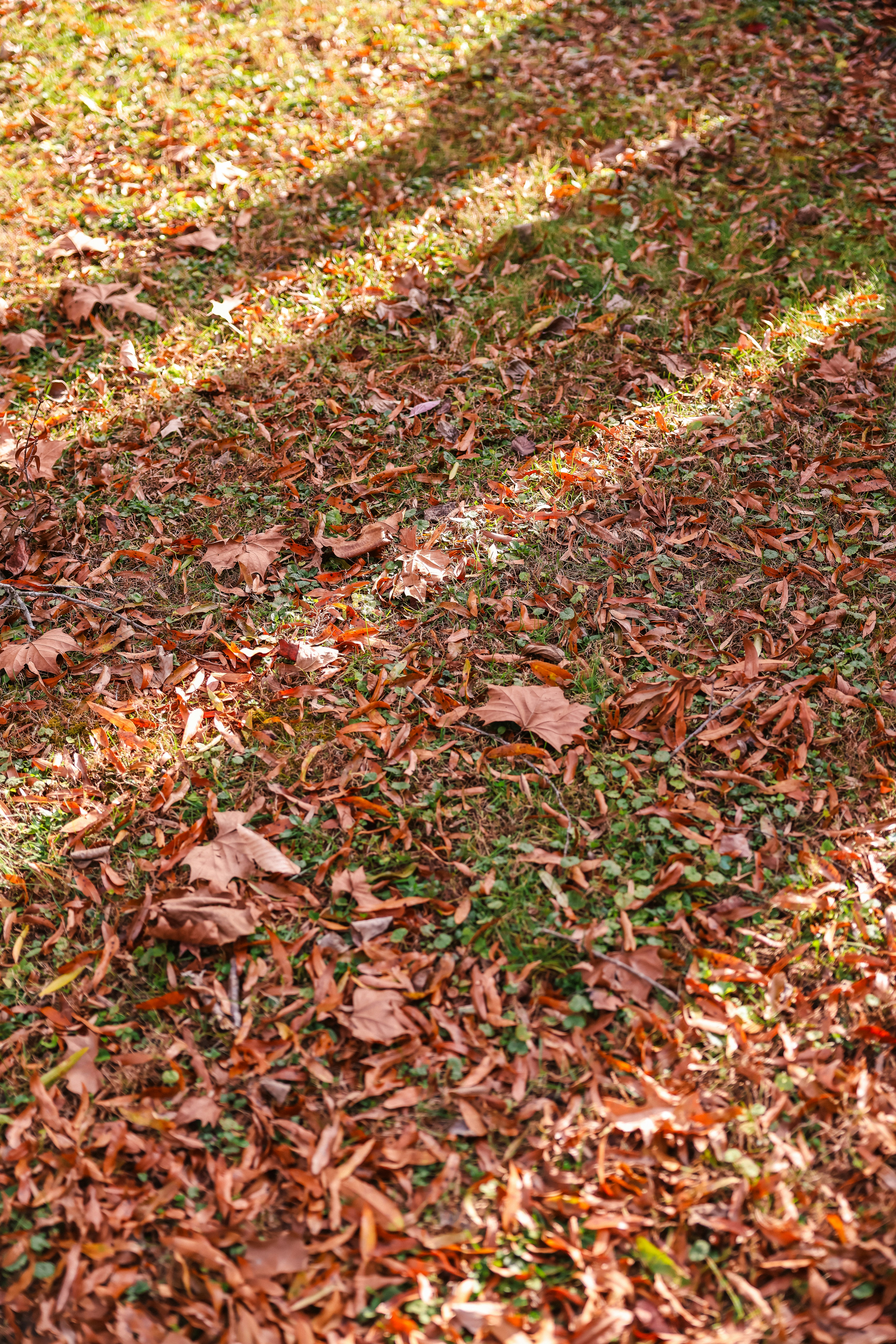 Ein roter Hydrant sitzt auf einem saftig grünen Feld