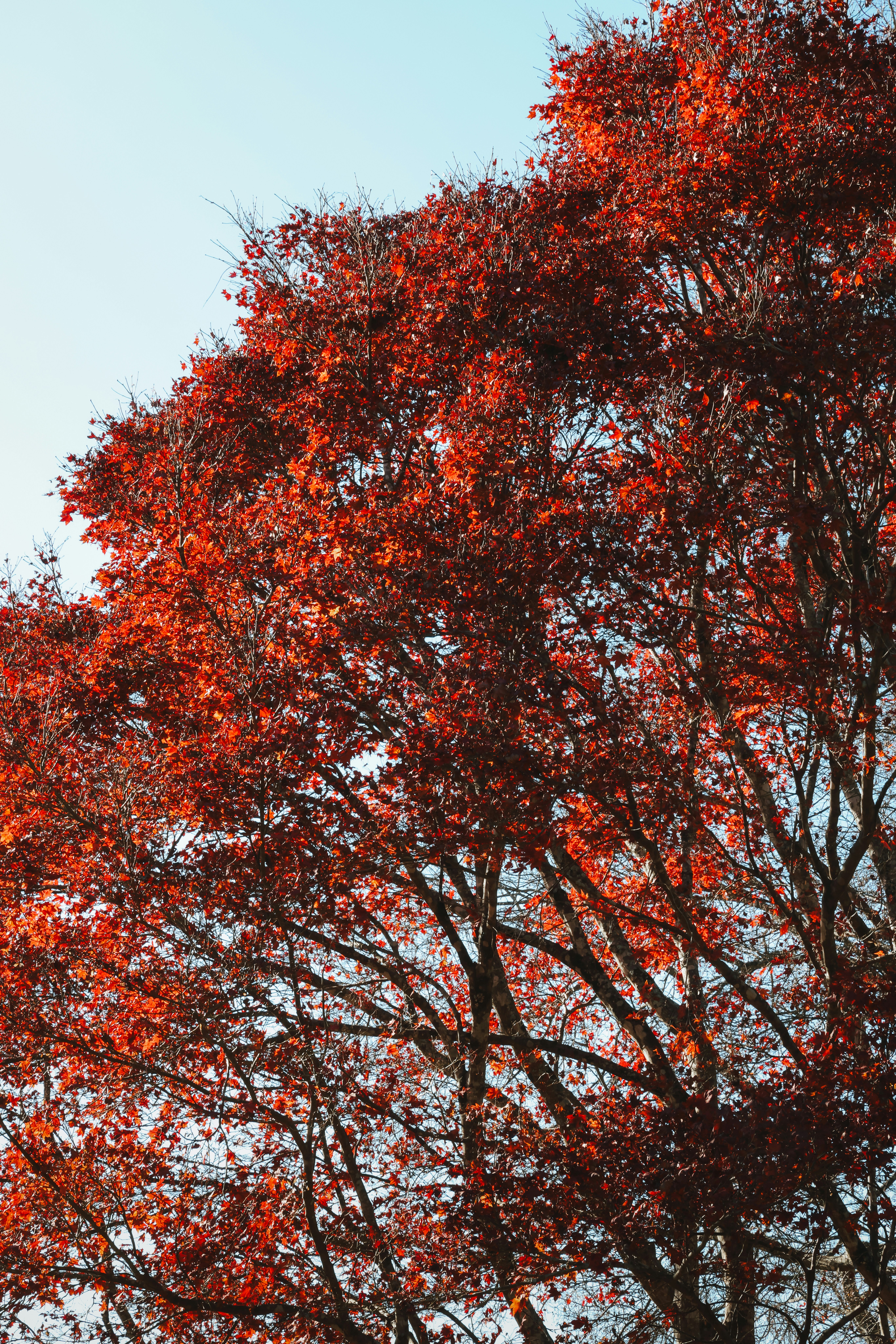 Ein roter Baum mit vielen Blättern darauf