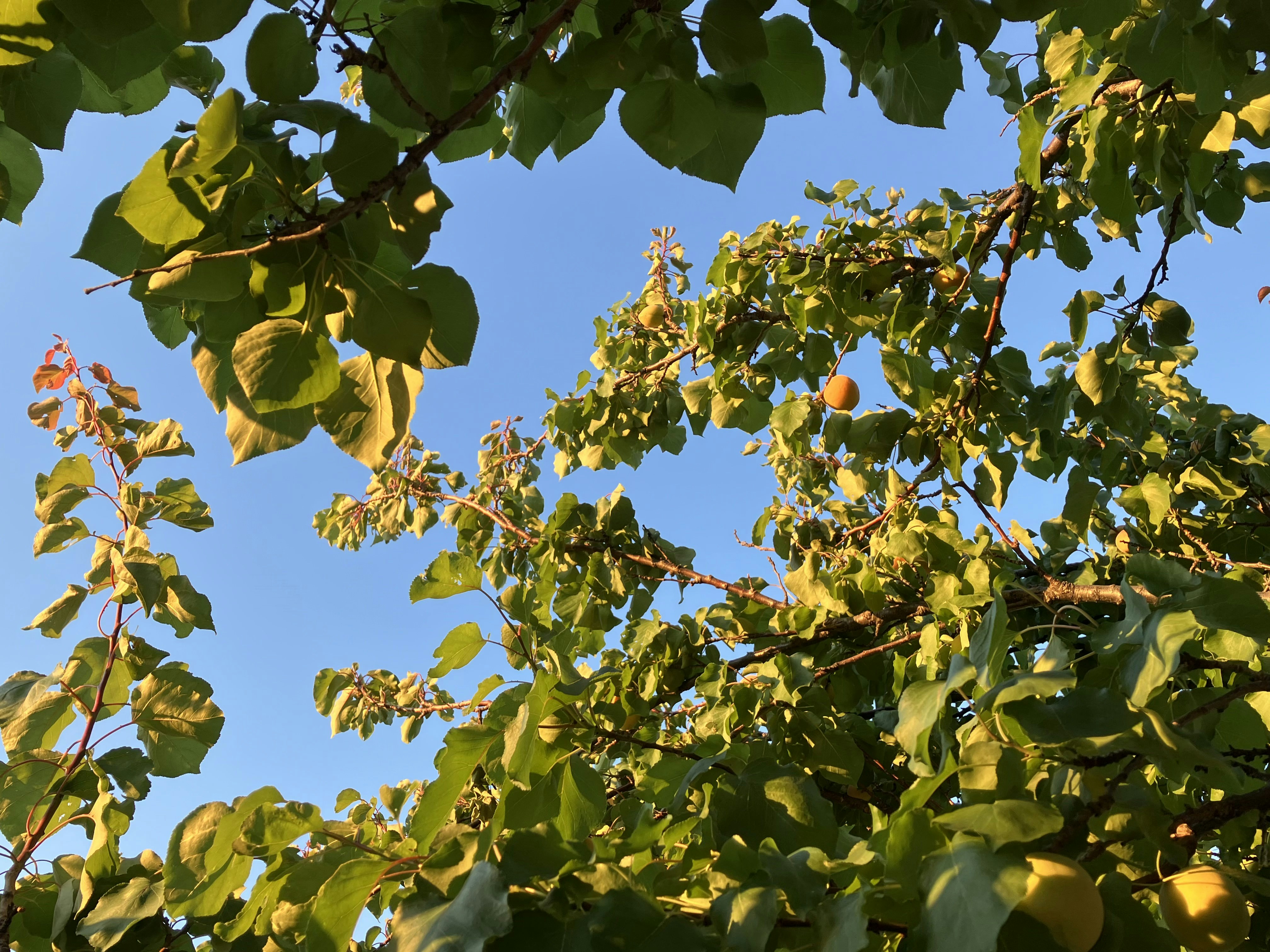 A tree with lots of green leaves and a blue sky in the background