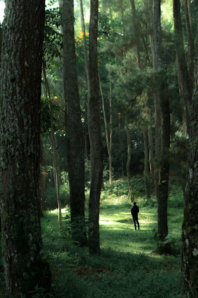 A person walking through a forest of trees