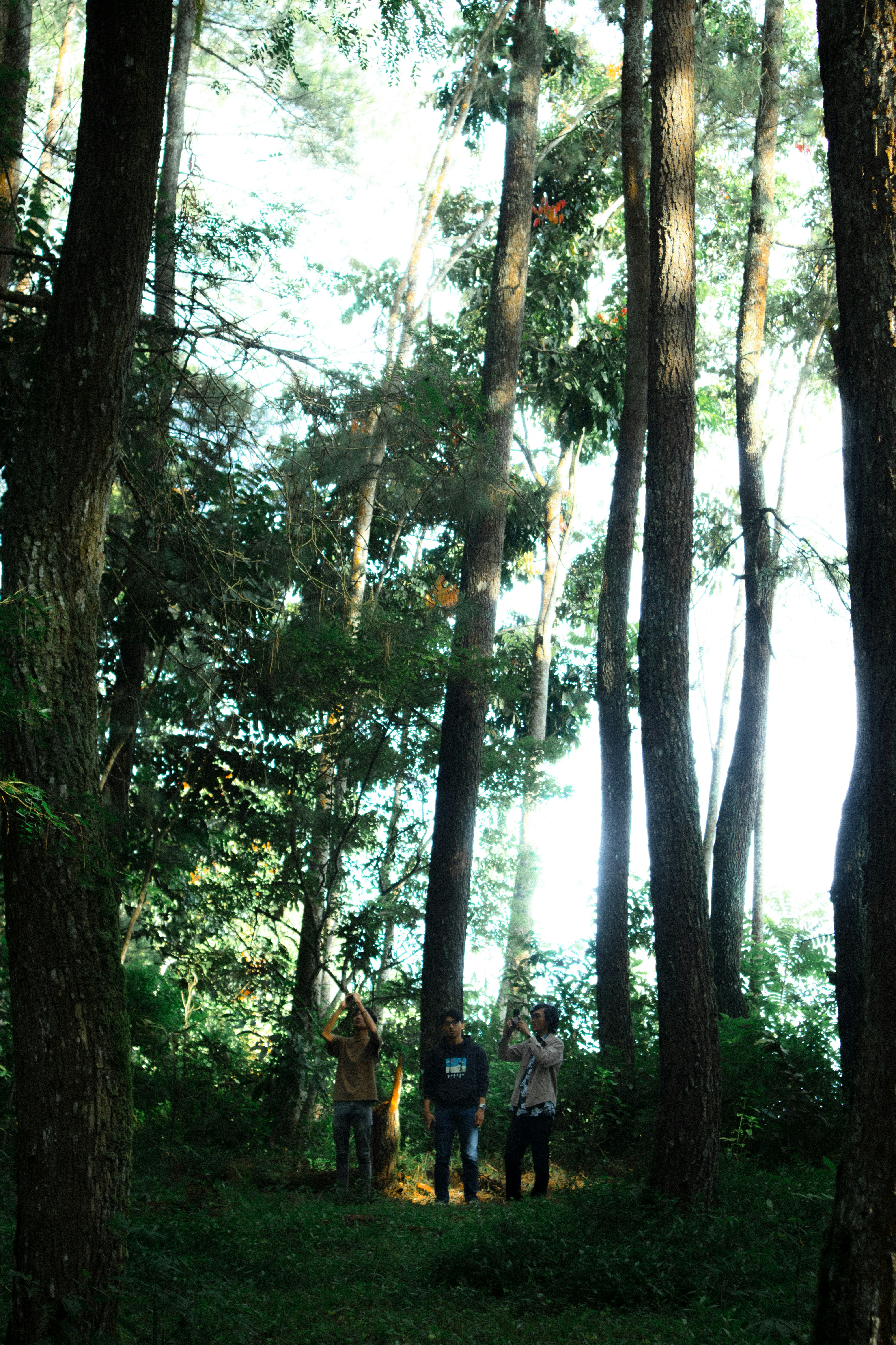 A group of people walking through a forest