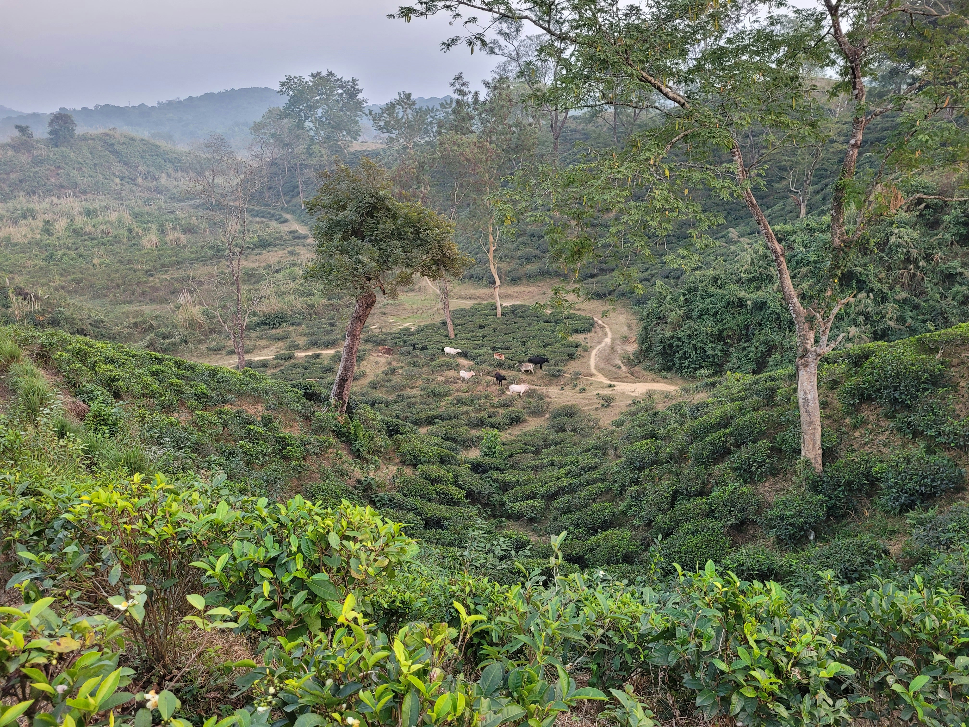 Cattle herd on lush green African savanna at dawn, mist in background