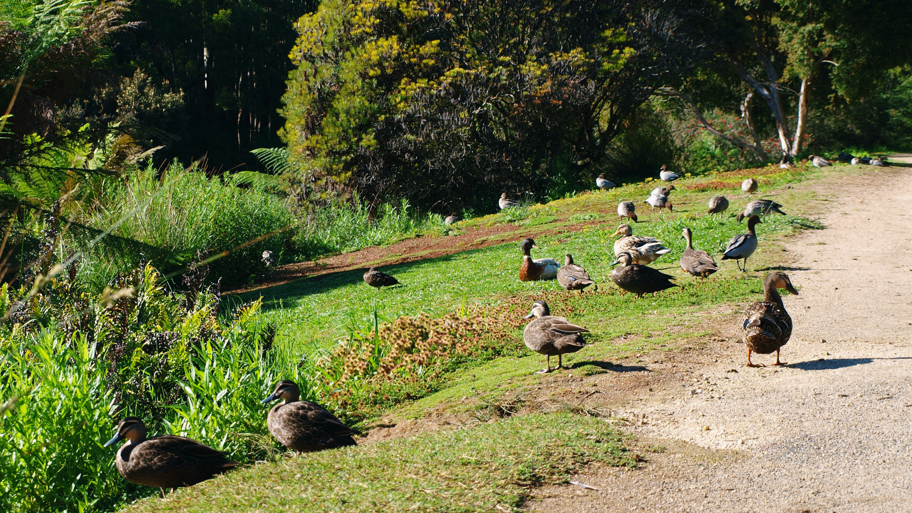 A bunch of ducks that are sitting on the side of a road