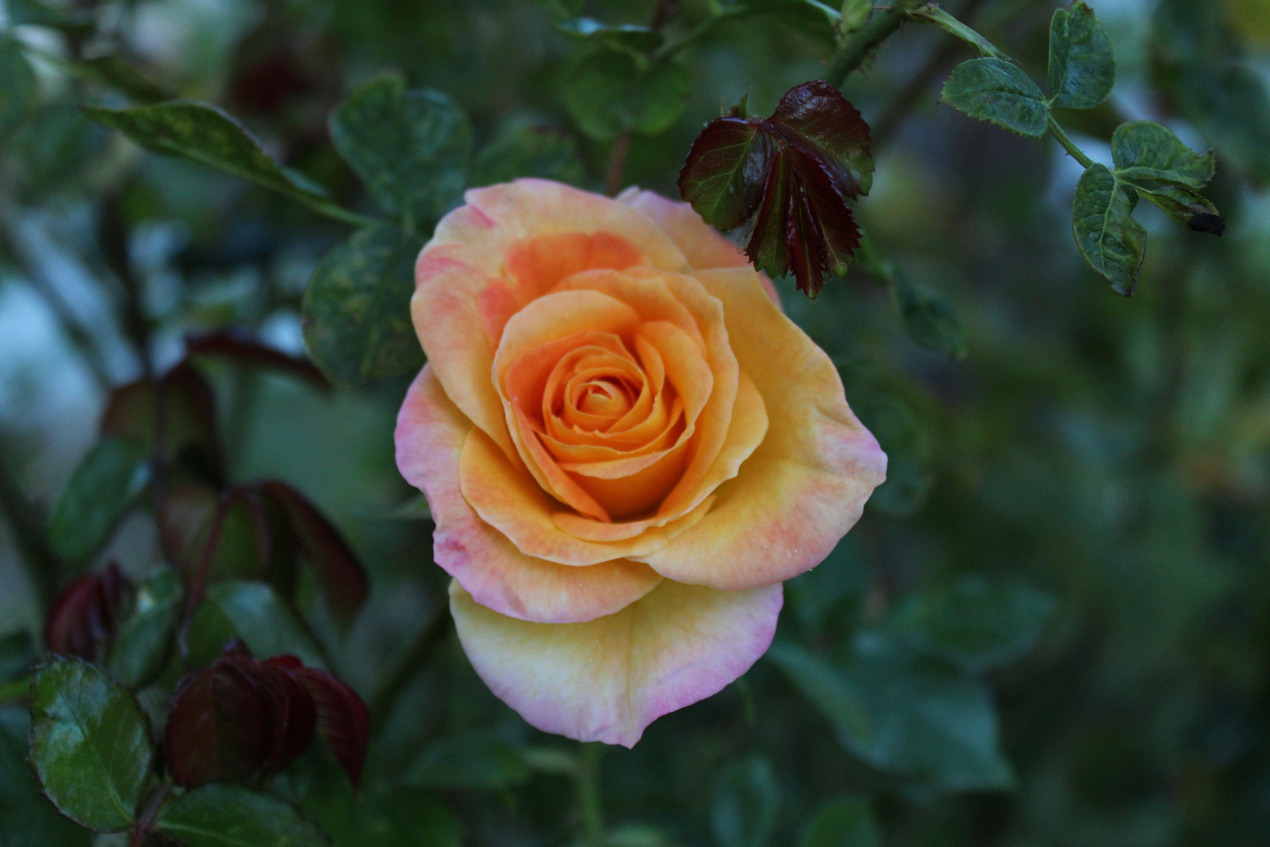 Photo by brendacastro24