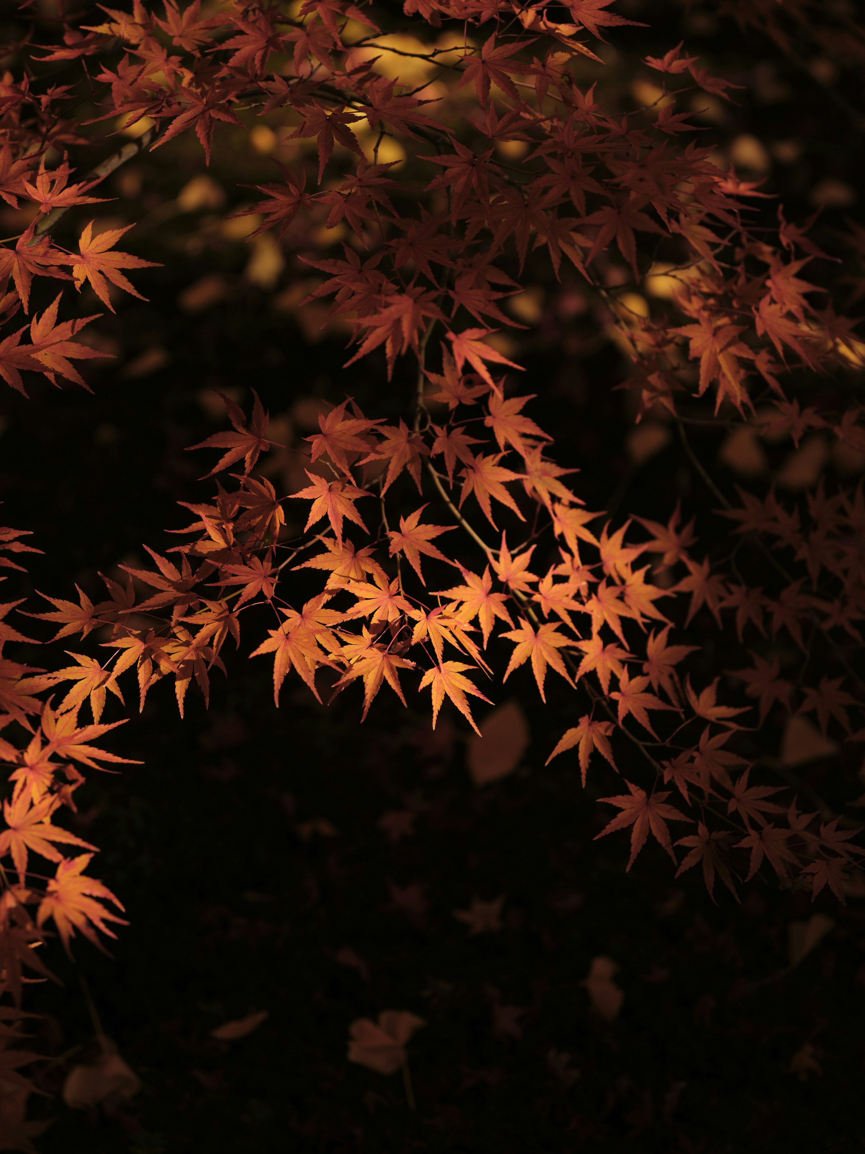 A close up of a tree with orange leaves