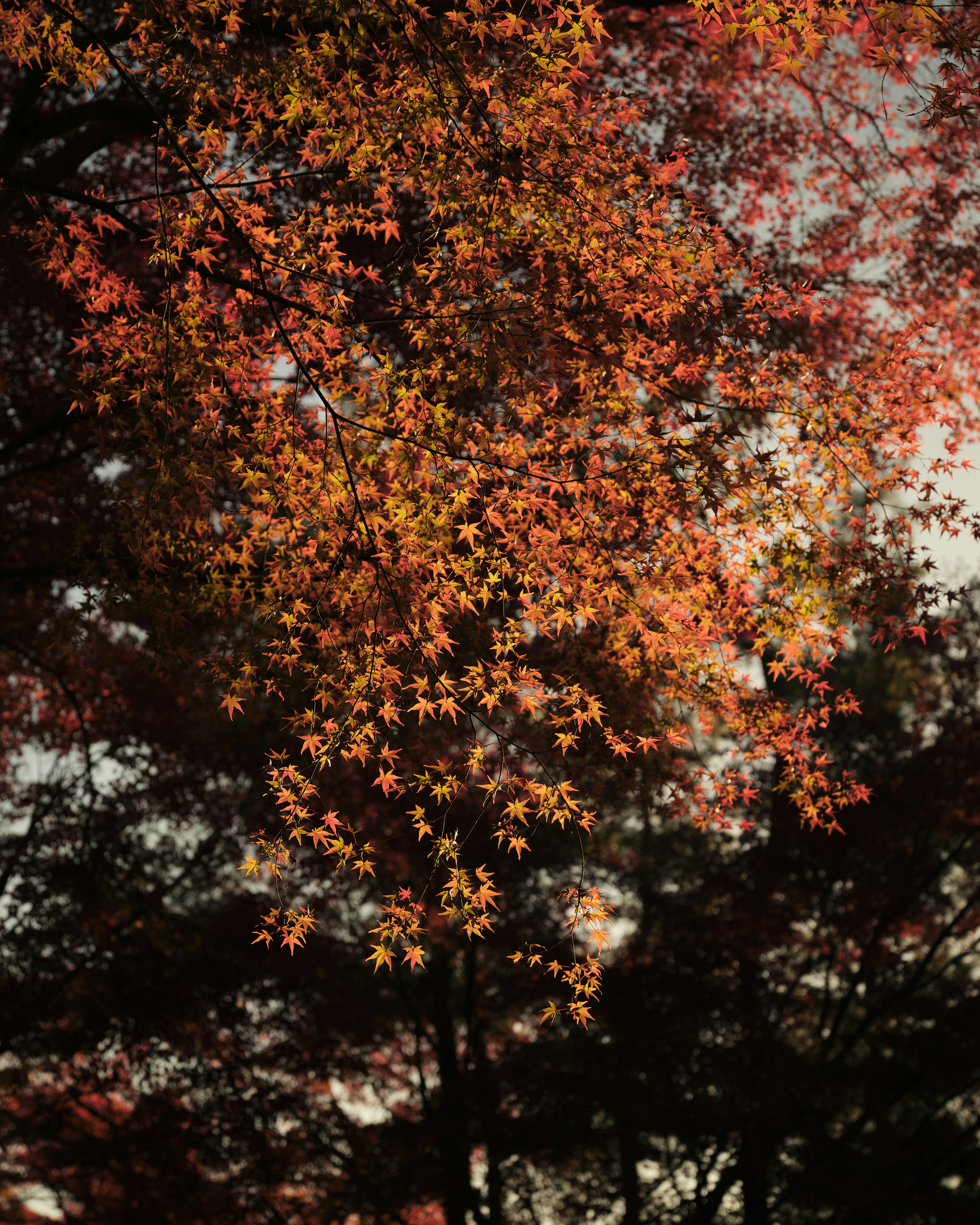 A stop sign in front of a tree with red and yellow leaves