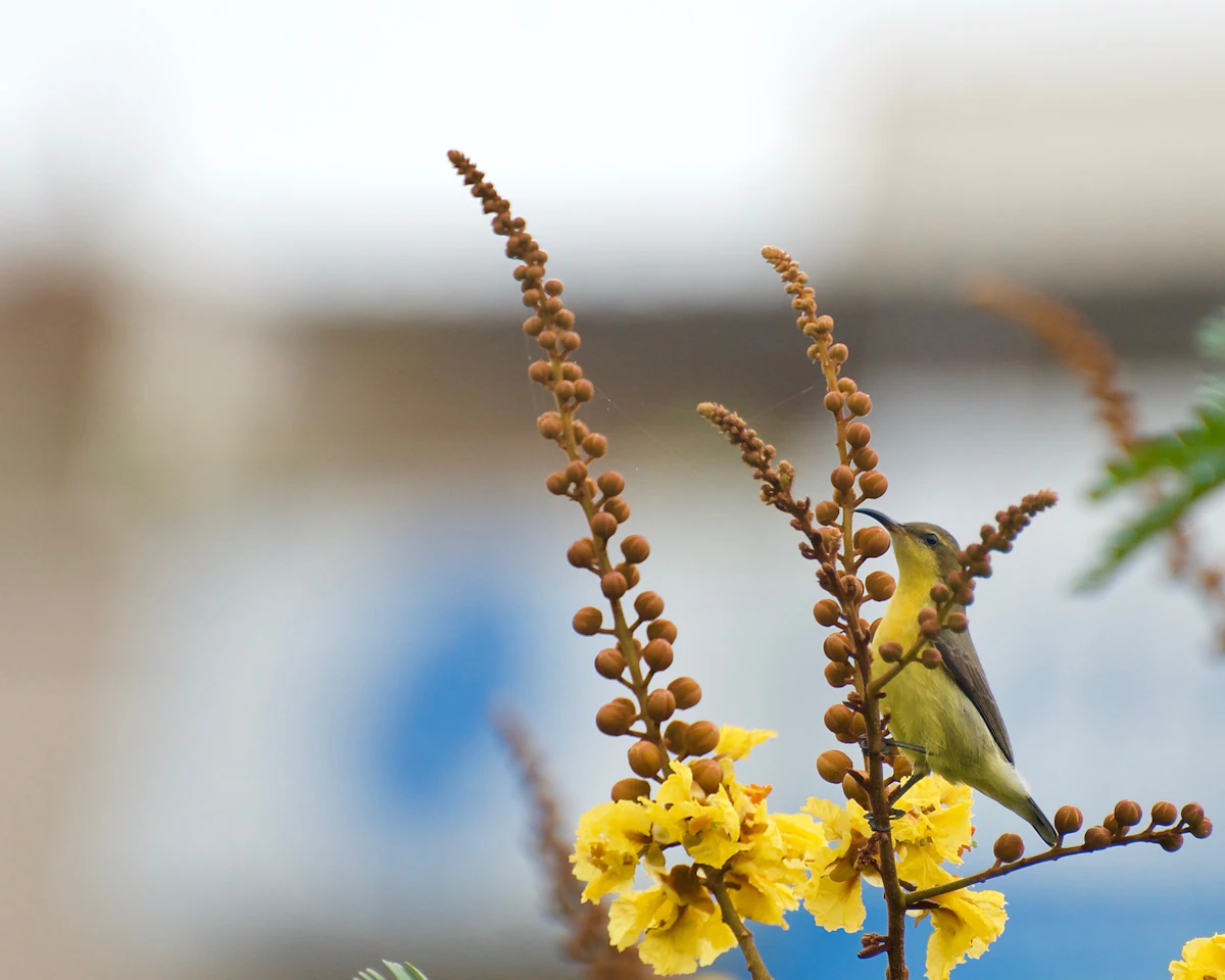 Copper Pod Yellow Gulmohar Peltophorum India Avenue Tree — PlantCare