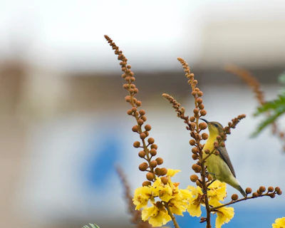 Copper Pod Yellow Gulmohar Peltophorum India Avenue Tree — PlantCare