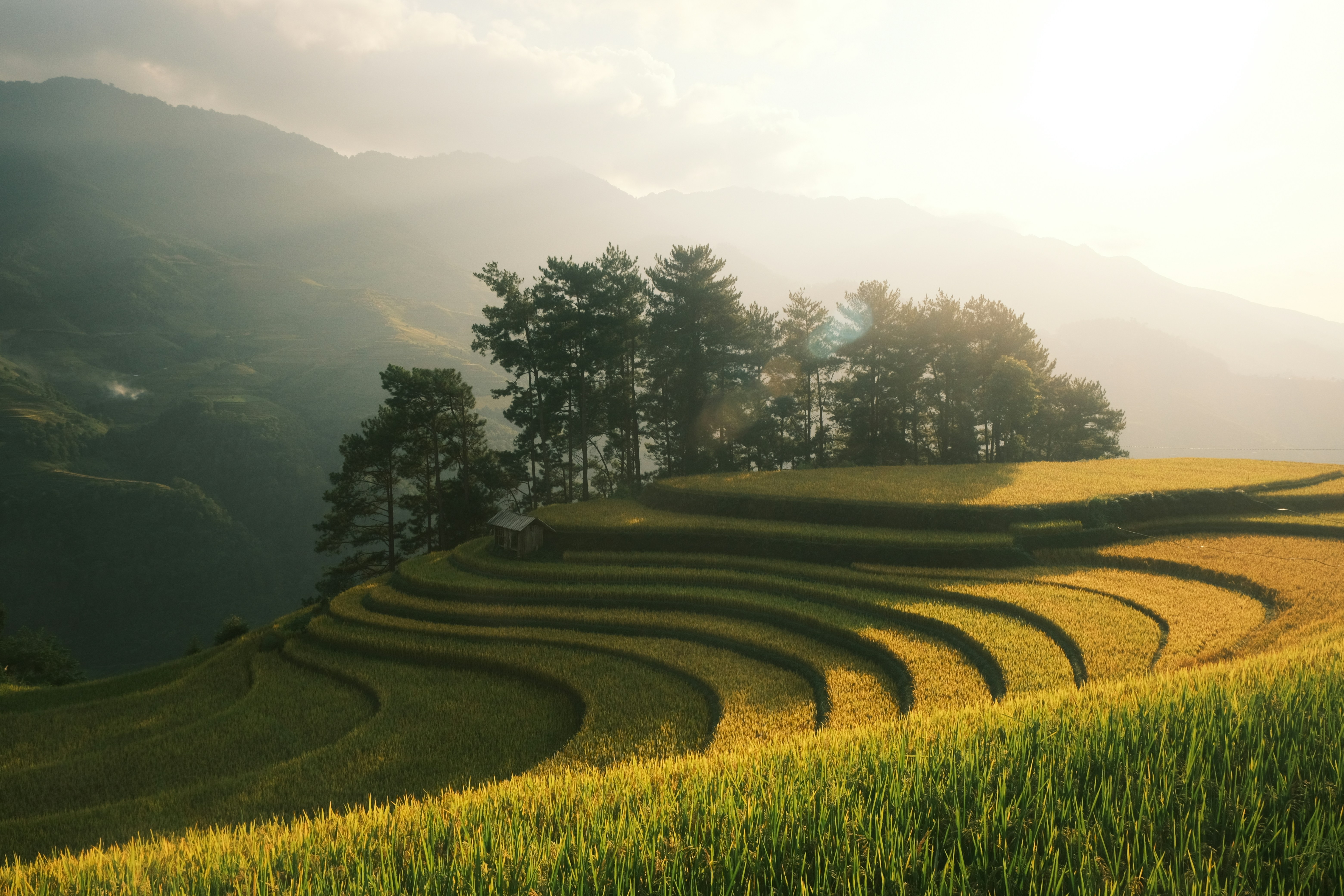 A field of grass with a row of trees on top of it