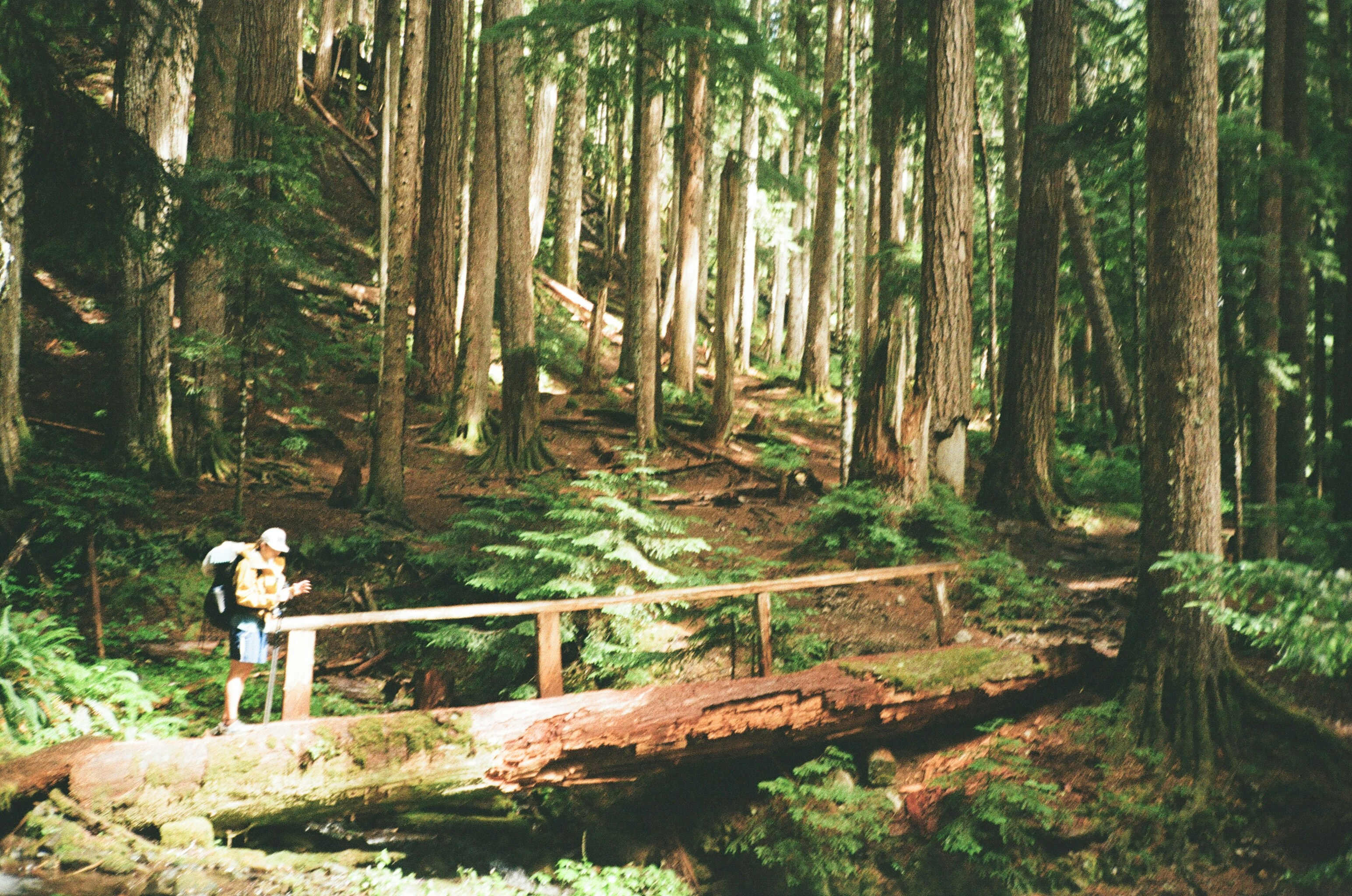A man walking across a bridge in a forest