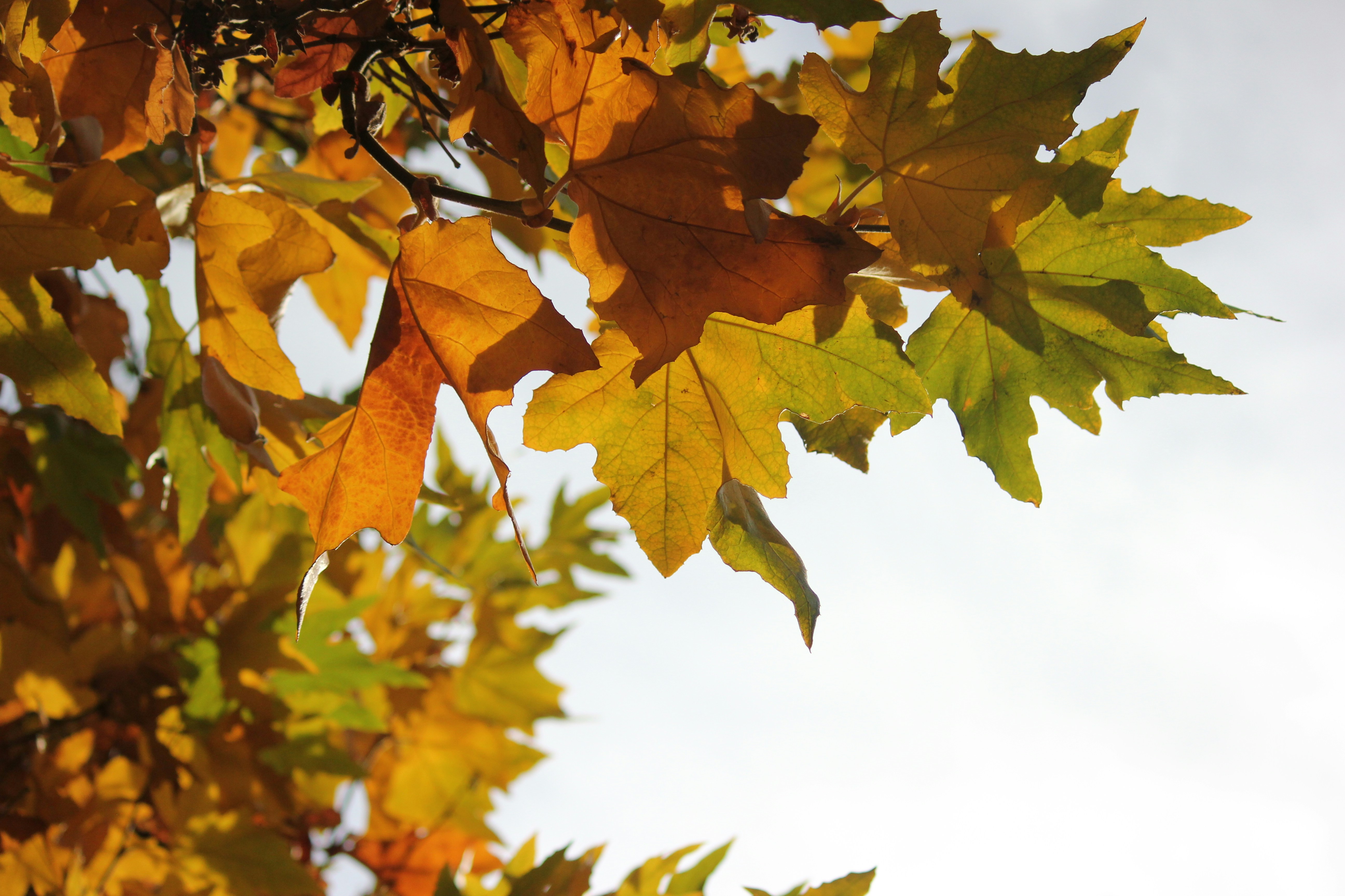 Photo by frolicsomefairy