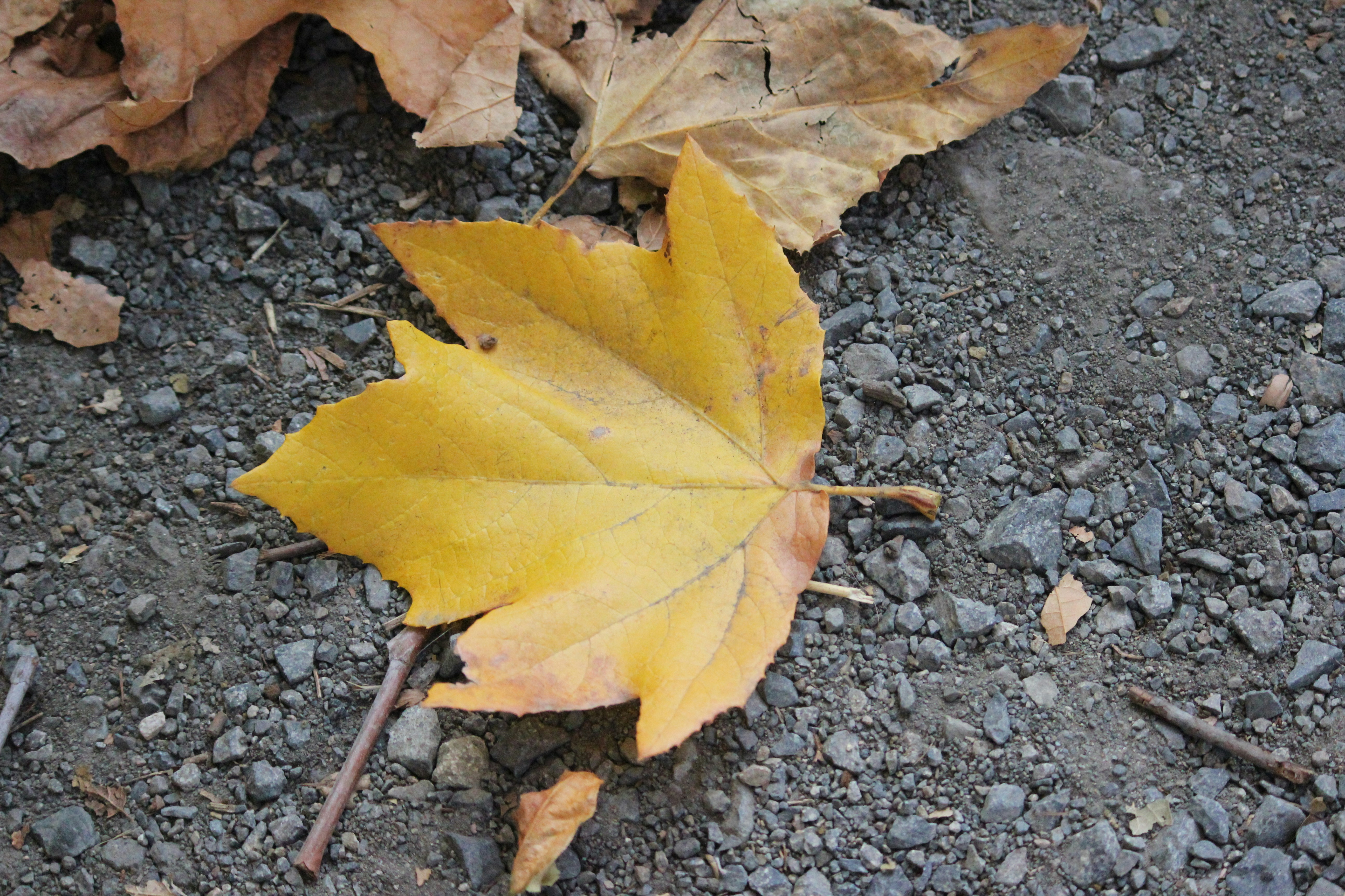 Photo by frolicsomefairy