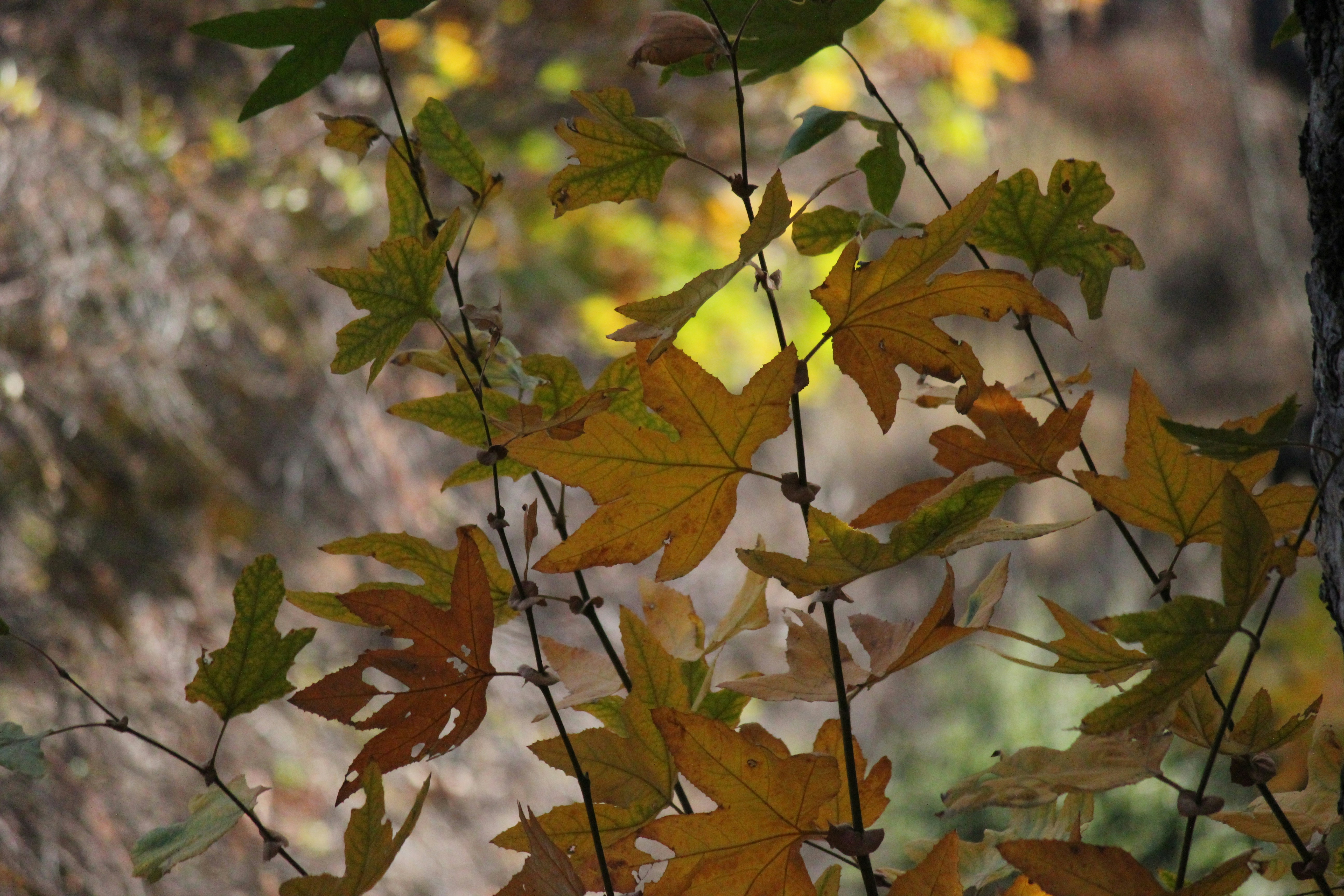 Photo by frolicsomefairy