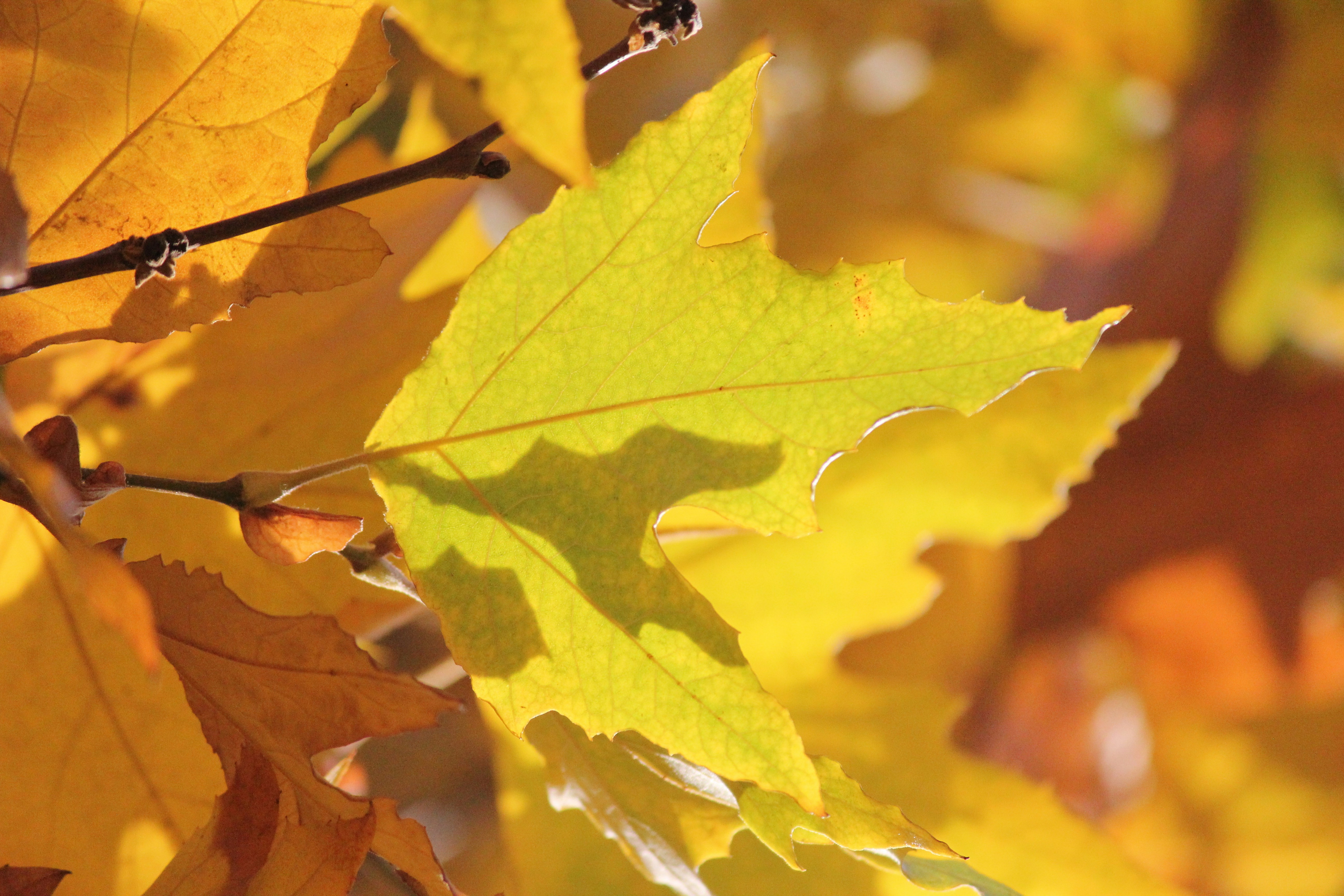 Photo by frolicsomefairy