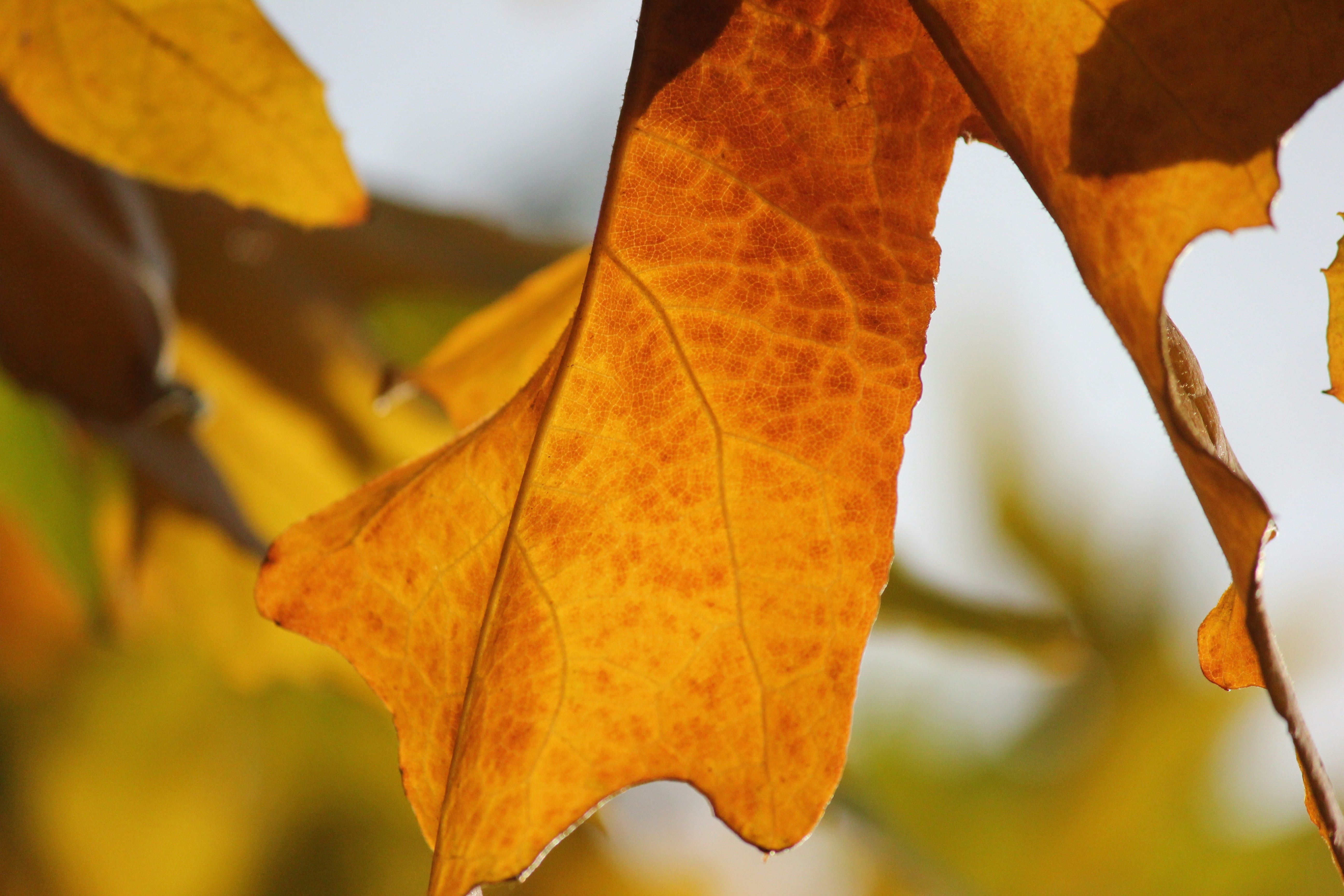 Photo by frolicsomefairy