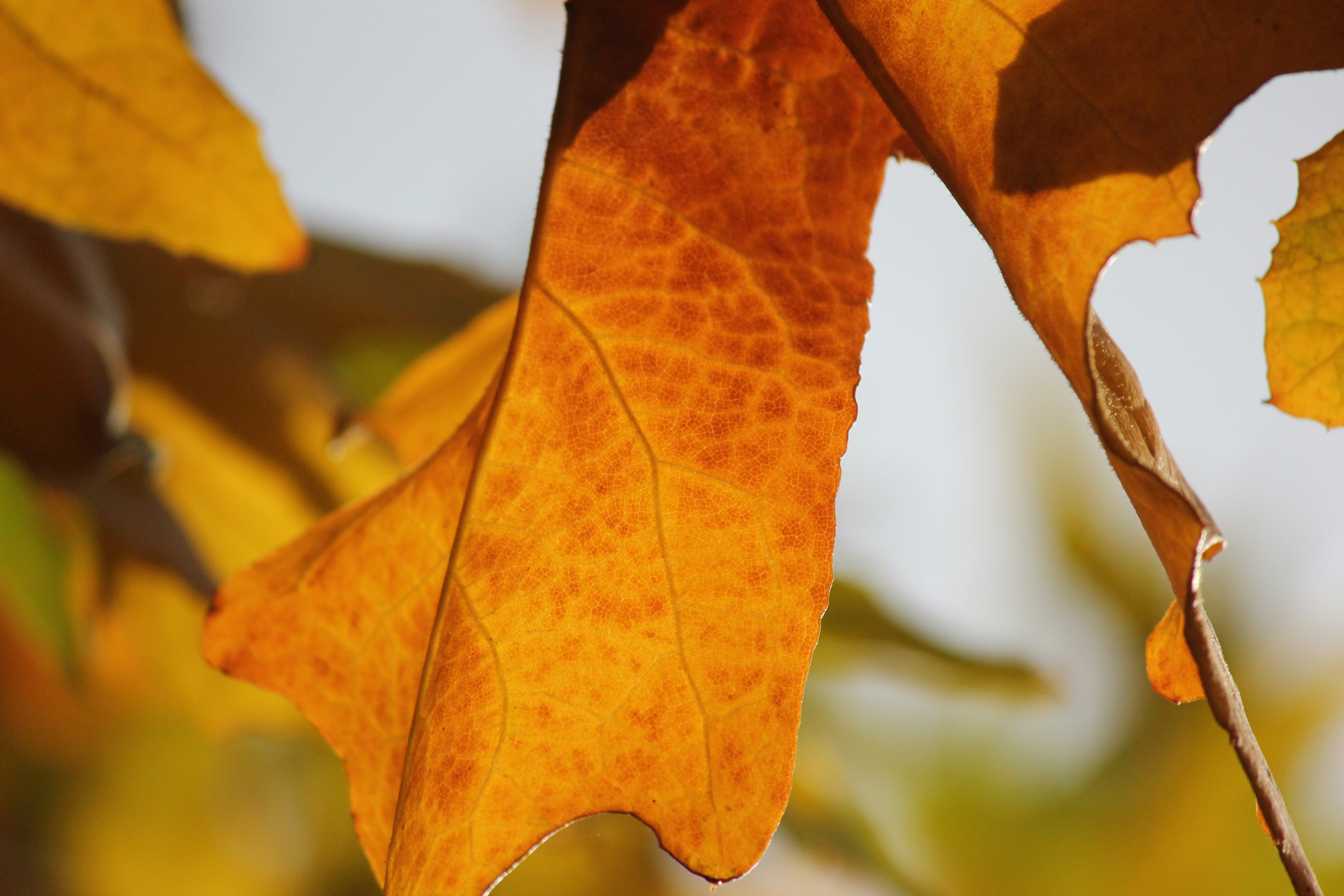 Photo by frolicsomefairy