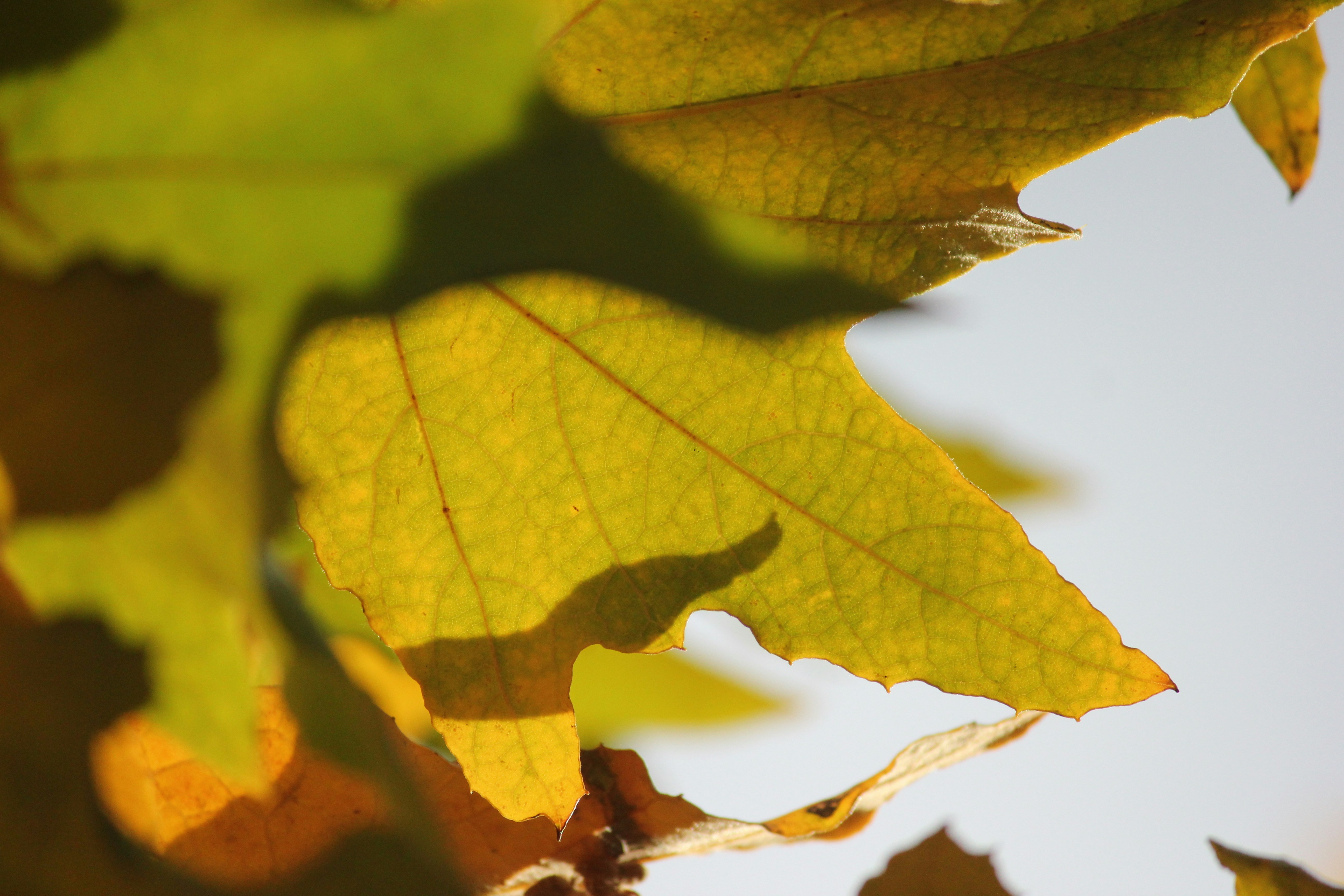 Photo by frolicsomefairy