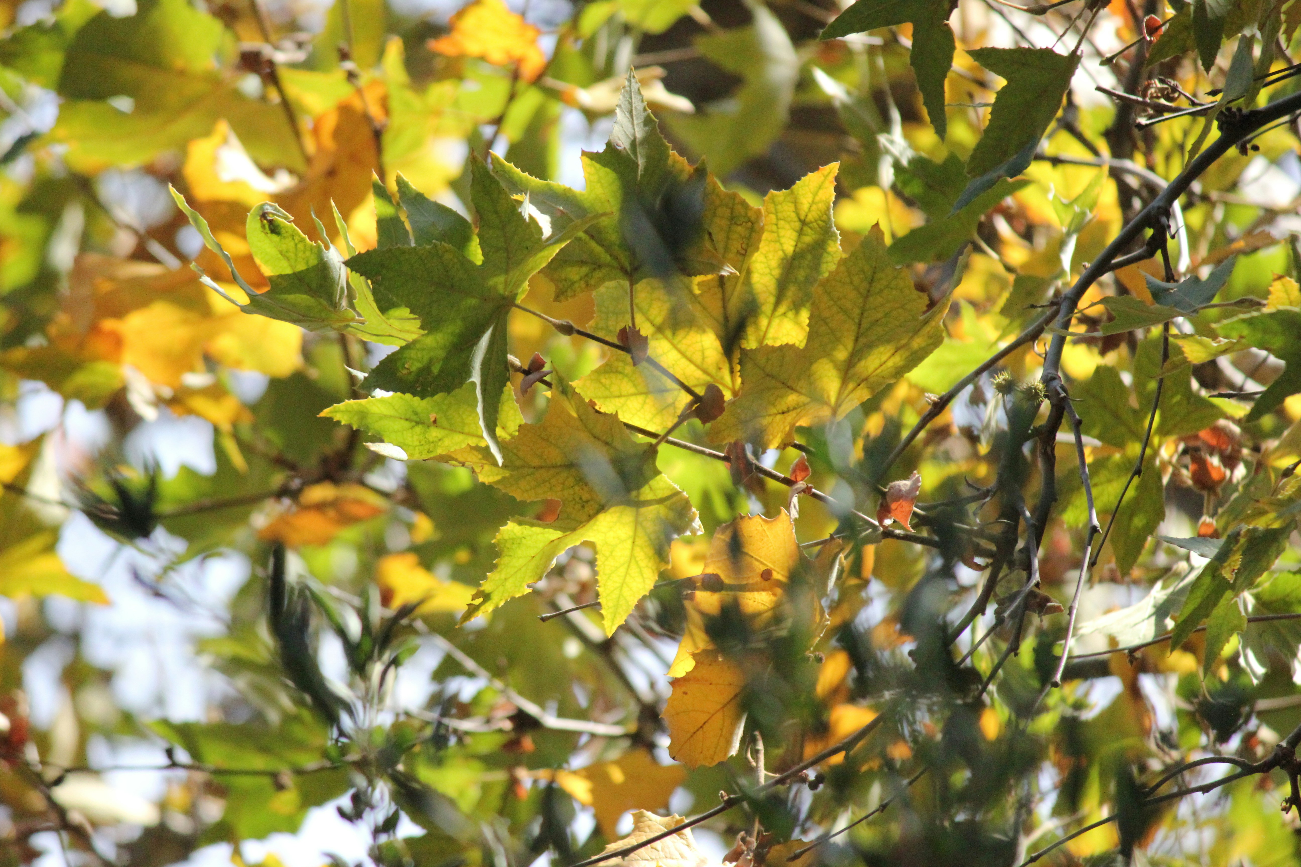 Photo by frolicsomefairy