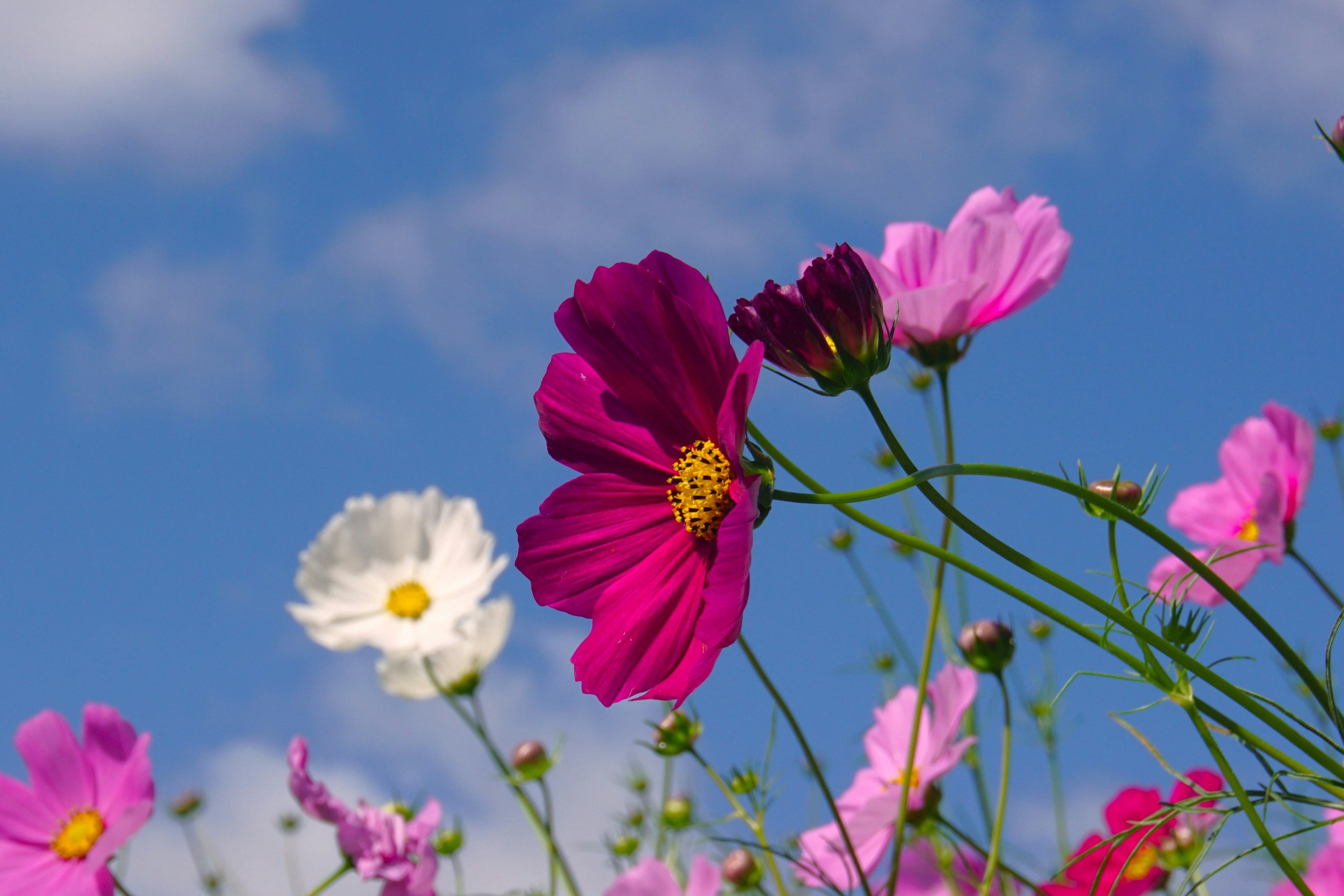 Photo by syadzasalsabyla