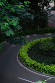 A winding road with trees and bushes on both sides