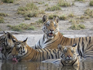 A group of tigers sitting next to each other in a body of water