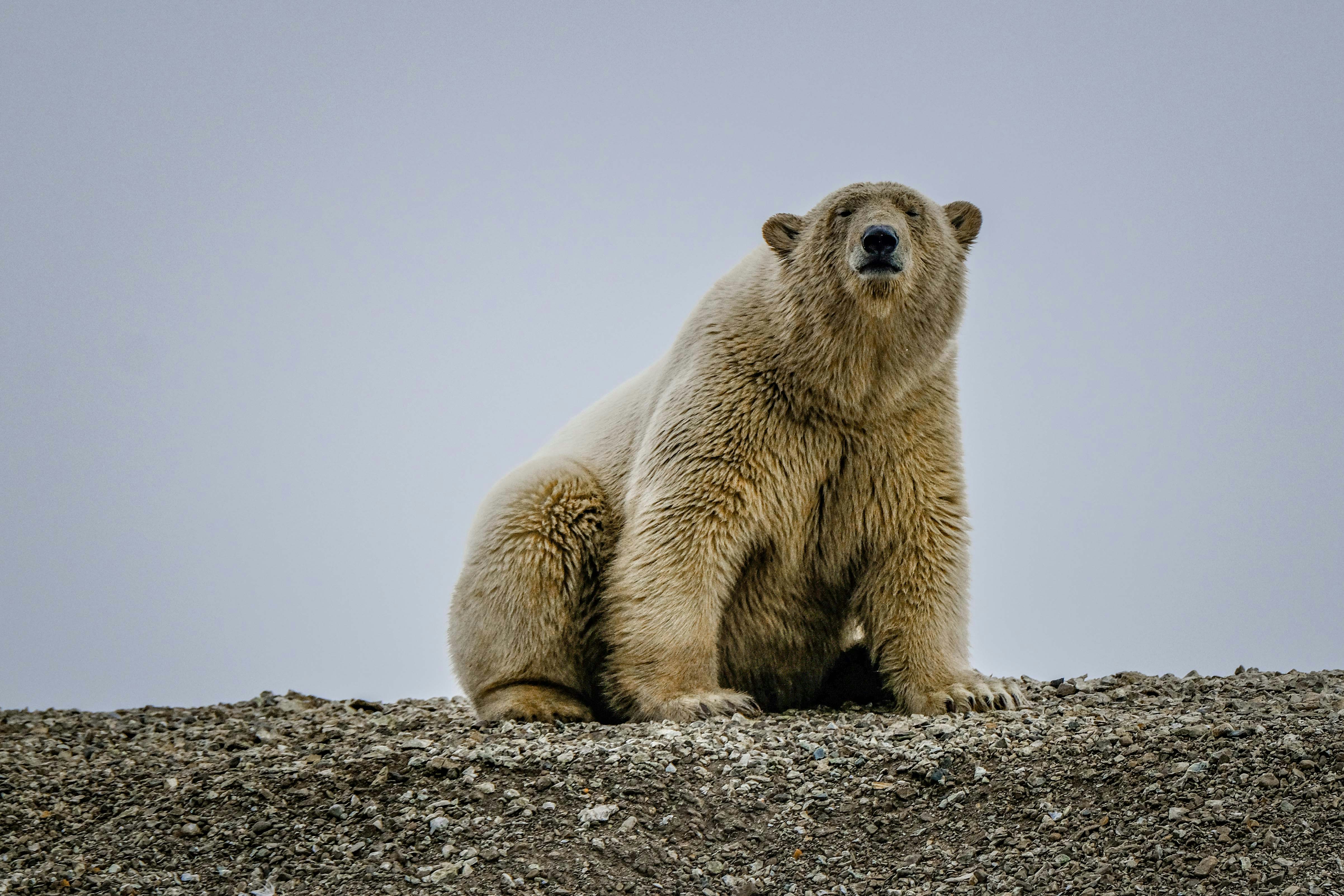 A polar bear sitting on top of a rocky hill