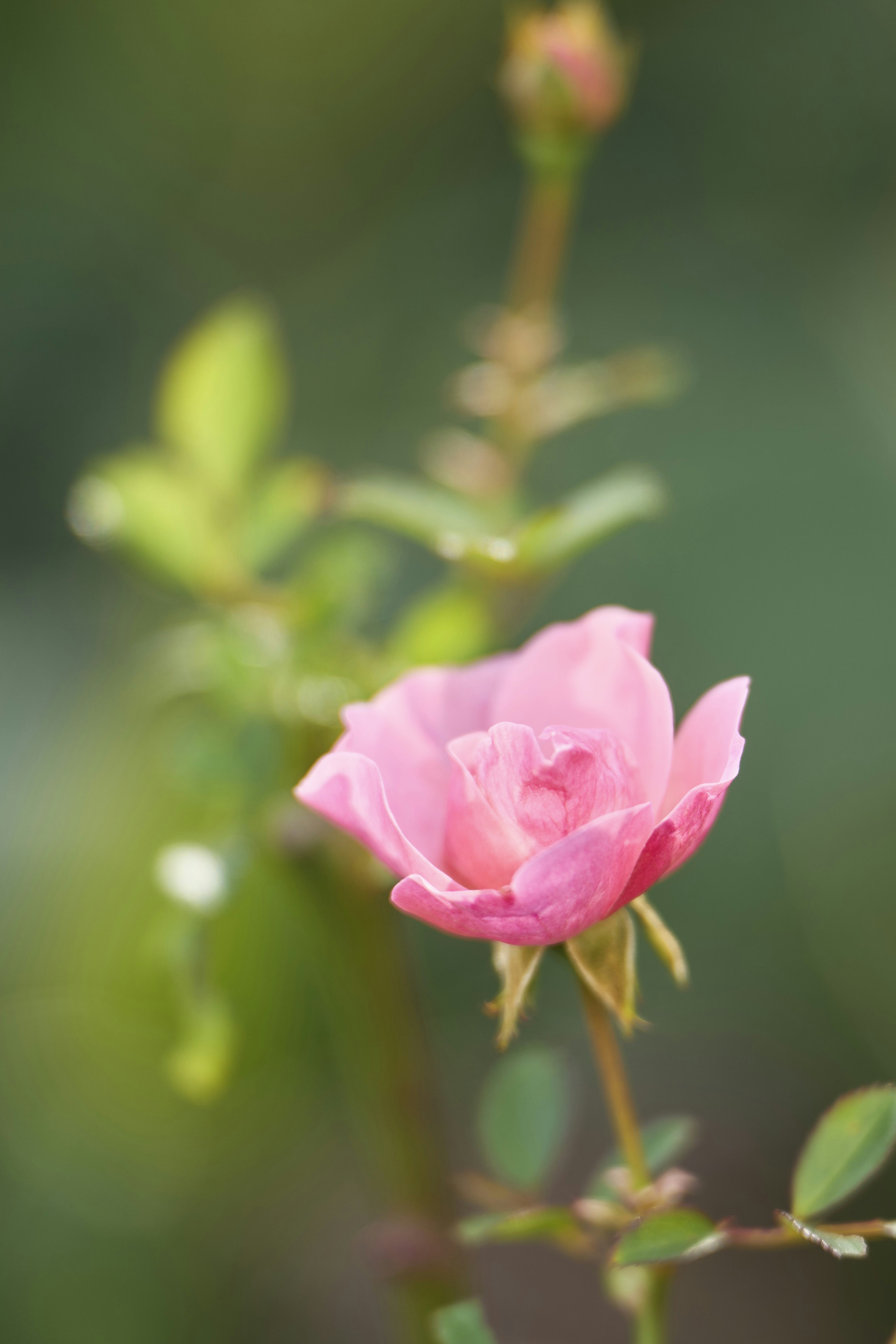 Photo by wolfgang_hasselmann