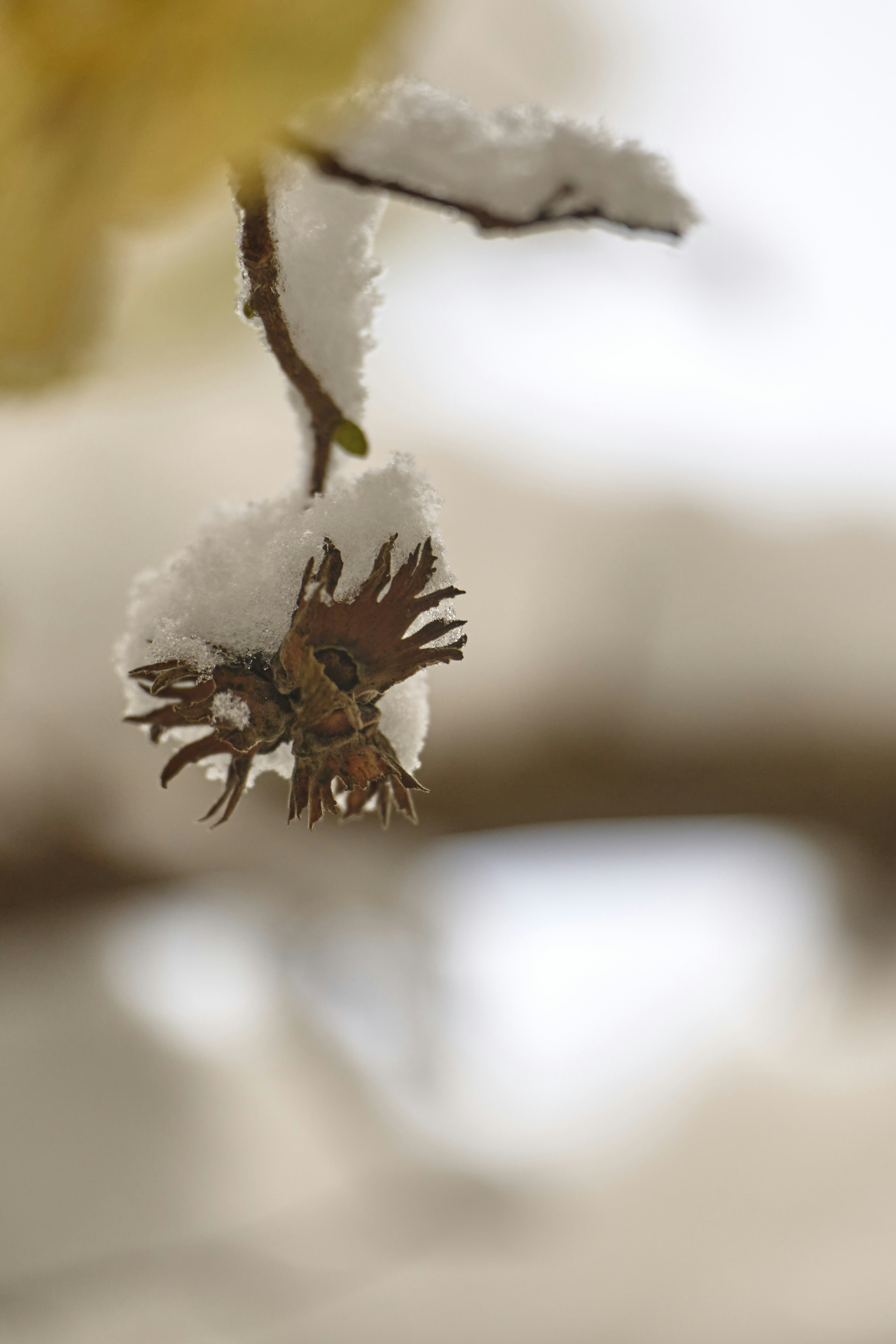 Photo by wolfgang_hasselmann