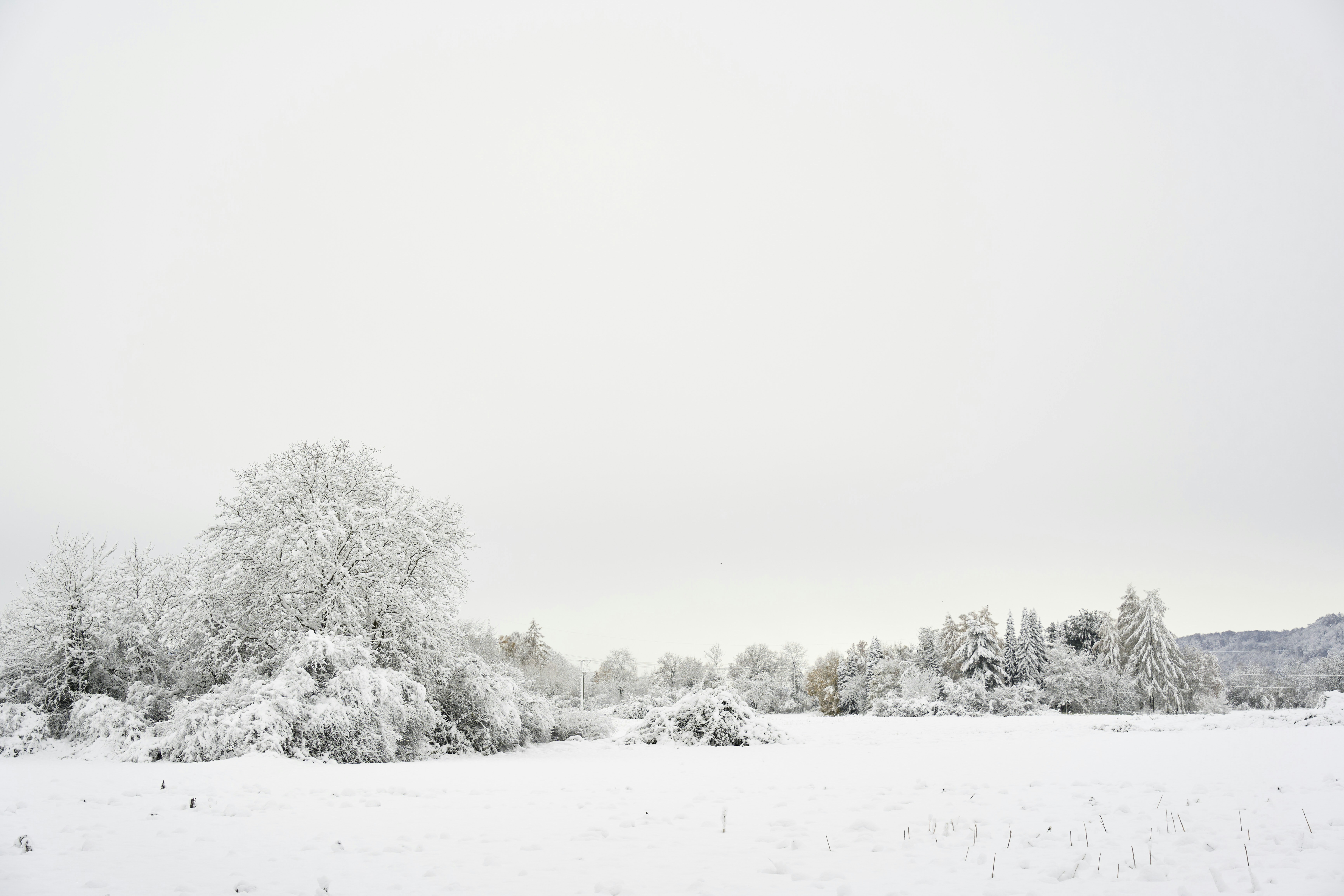 Photo by wolfgang_hasselmann