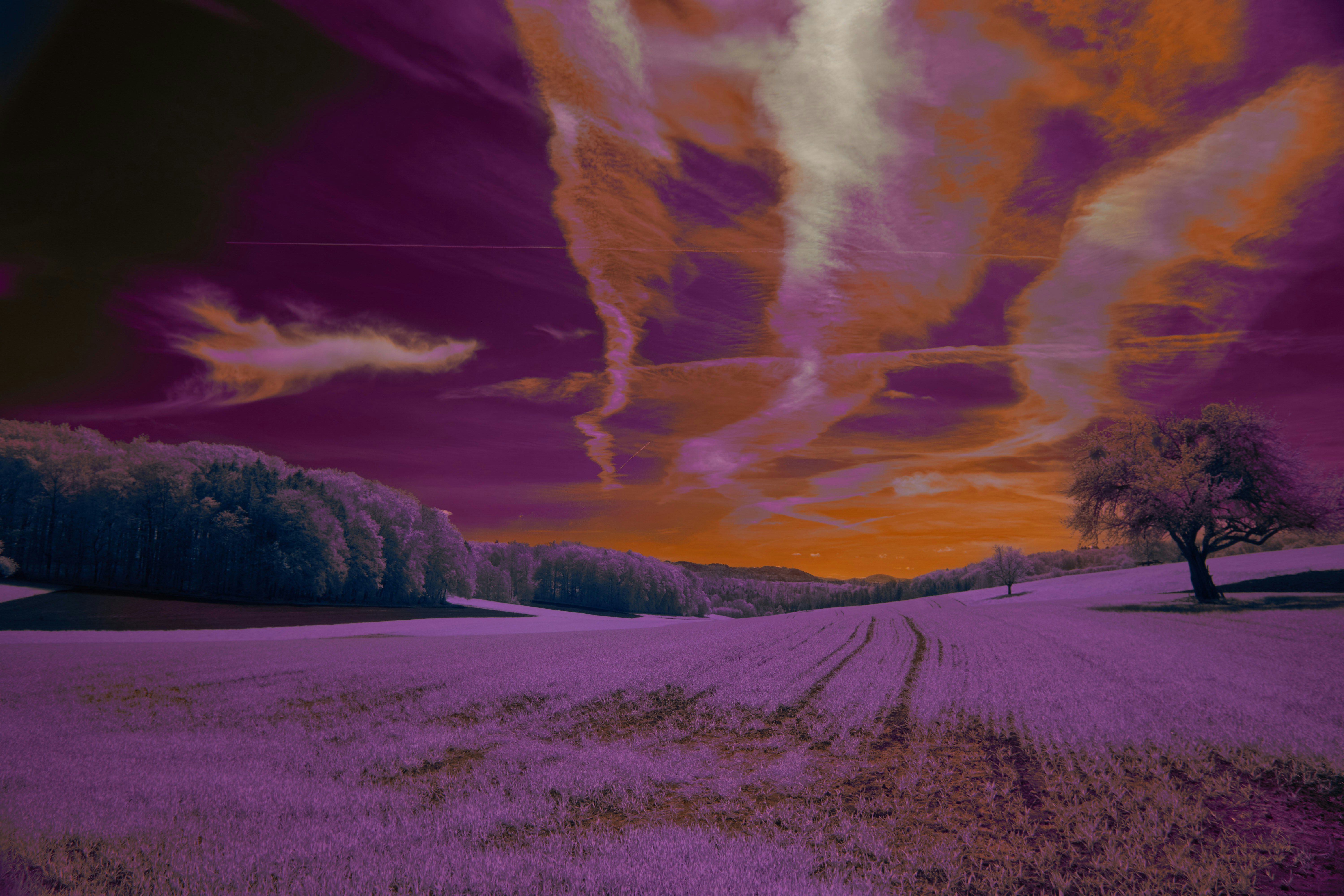 Photo by wolfgang_hasselmann