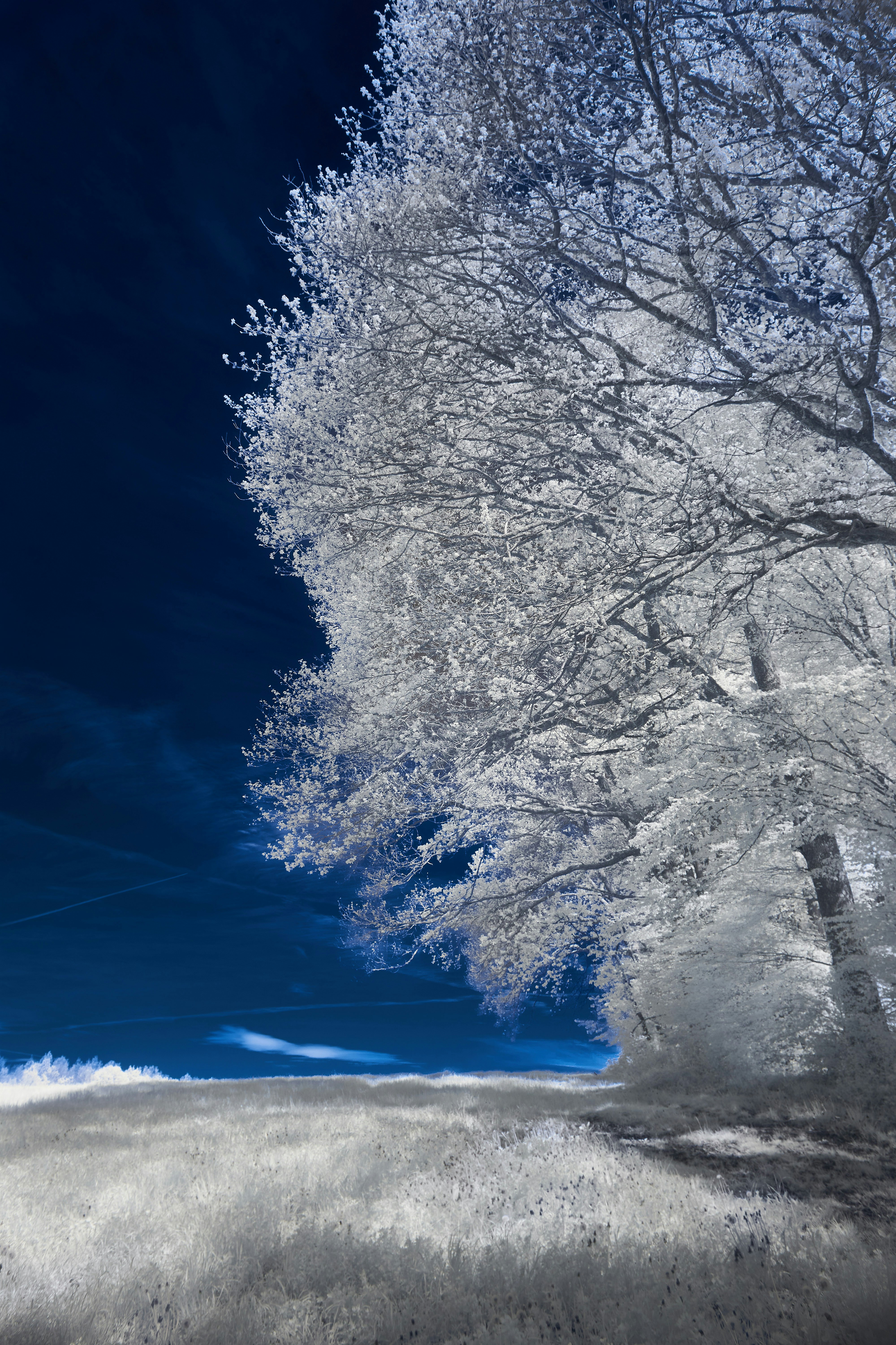 Photo by wolfgang_hasselmann