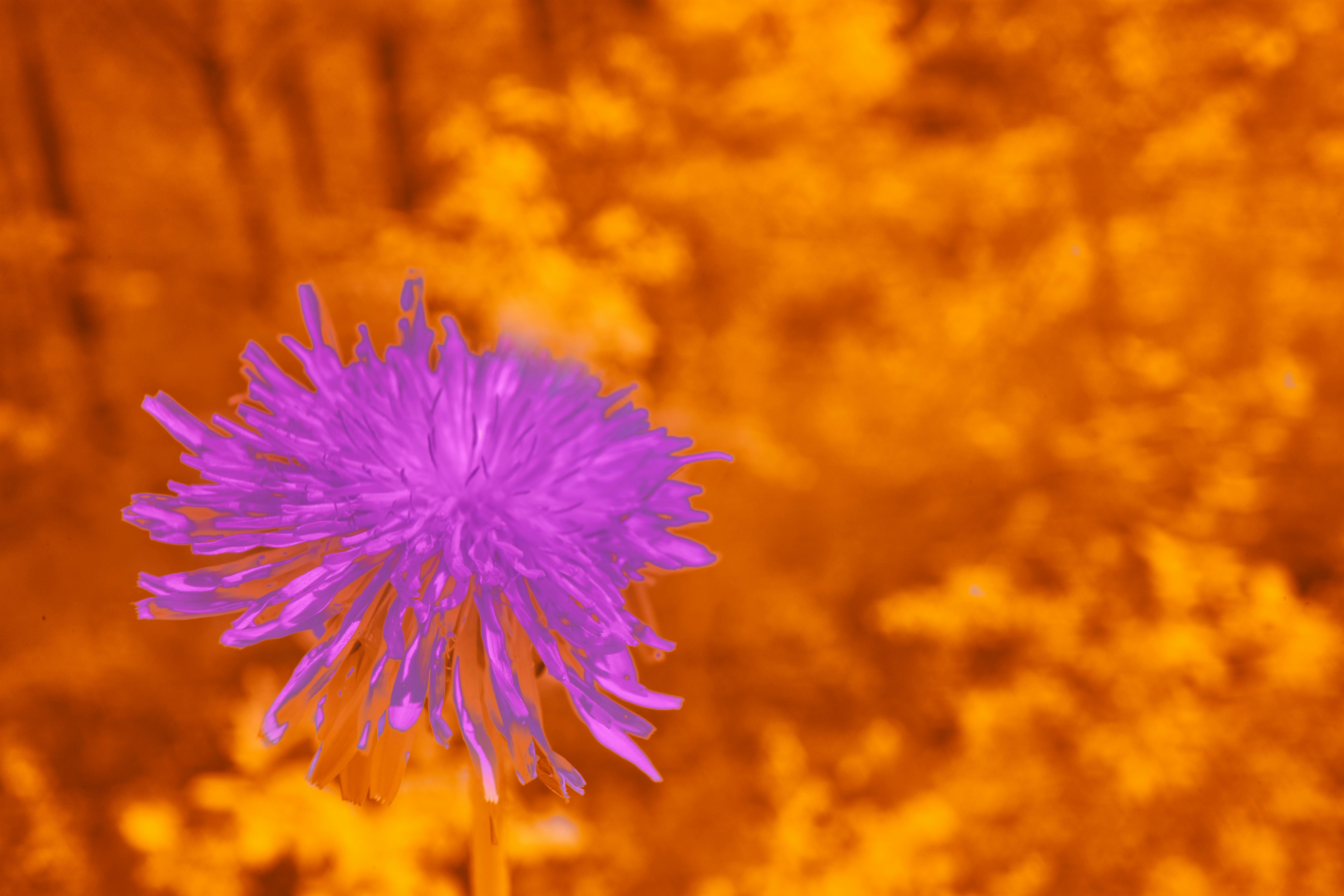 Photo by wolfgang_hasselmann