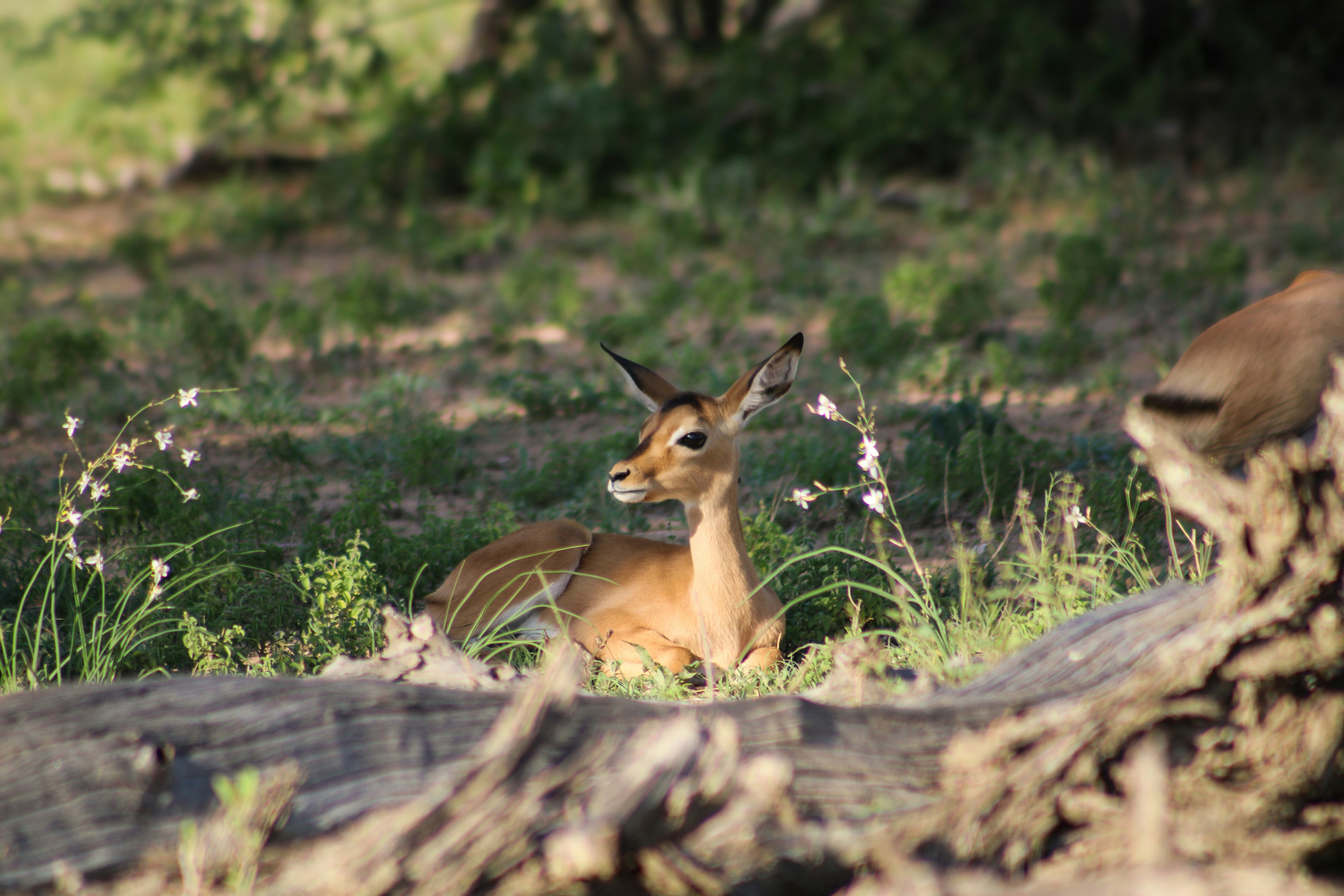 Photo by deborah_varrie