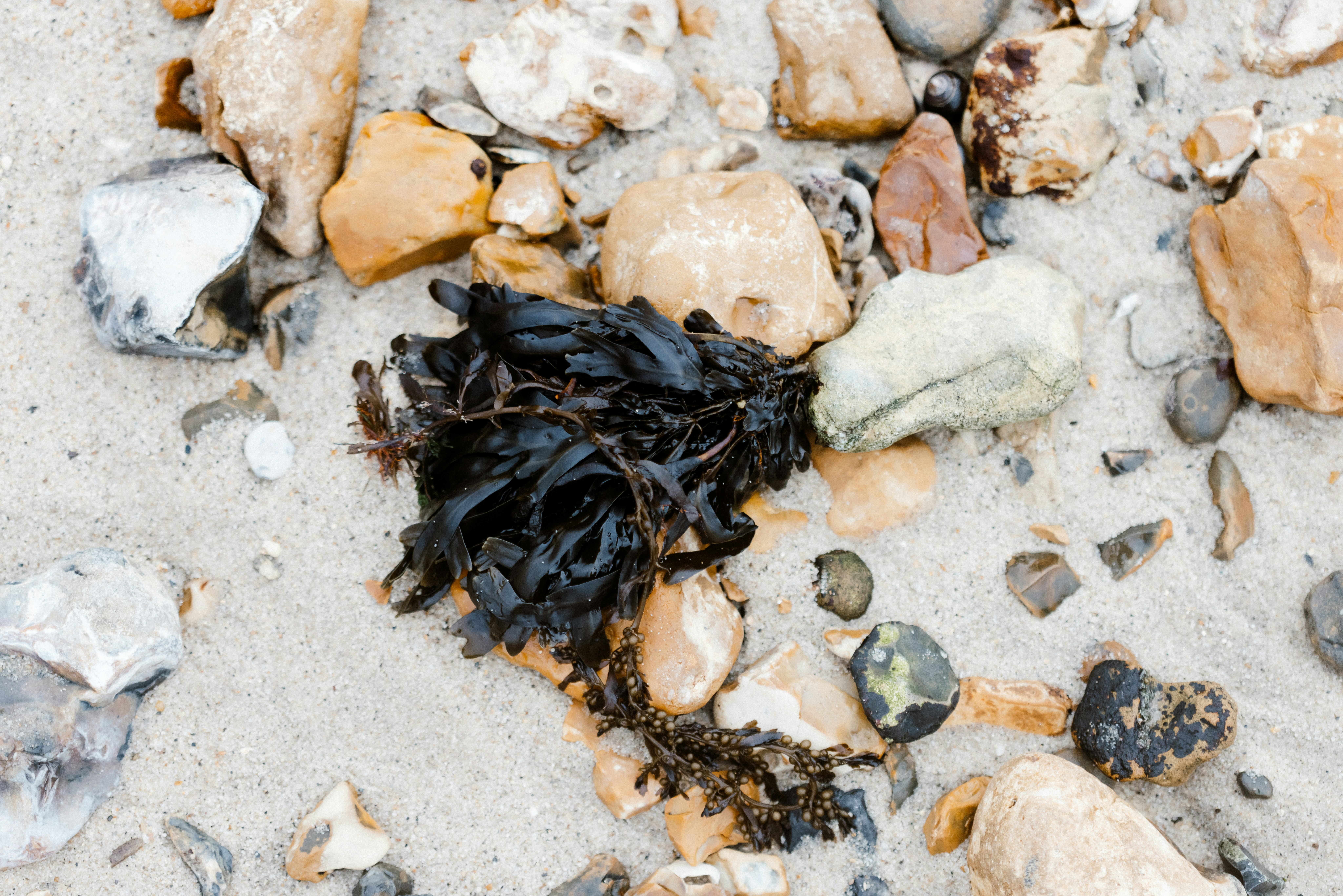 A pile of seaweed and rocks on the beach