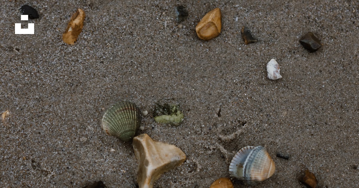 A bunch of shells and seashells on the sand photo – Free Beach Image on ...