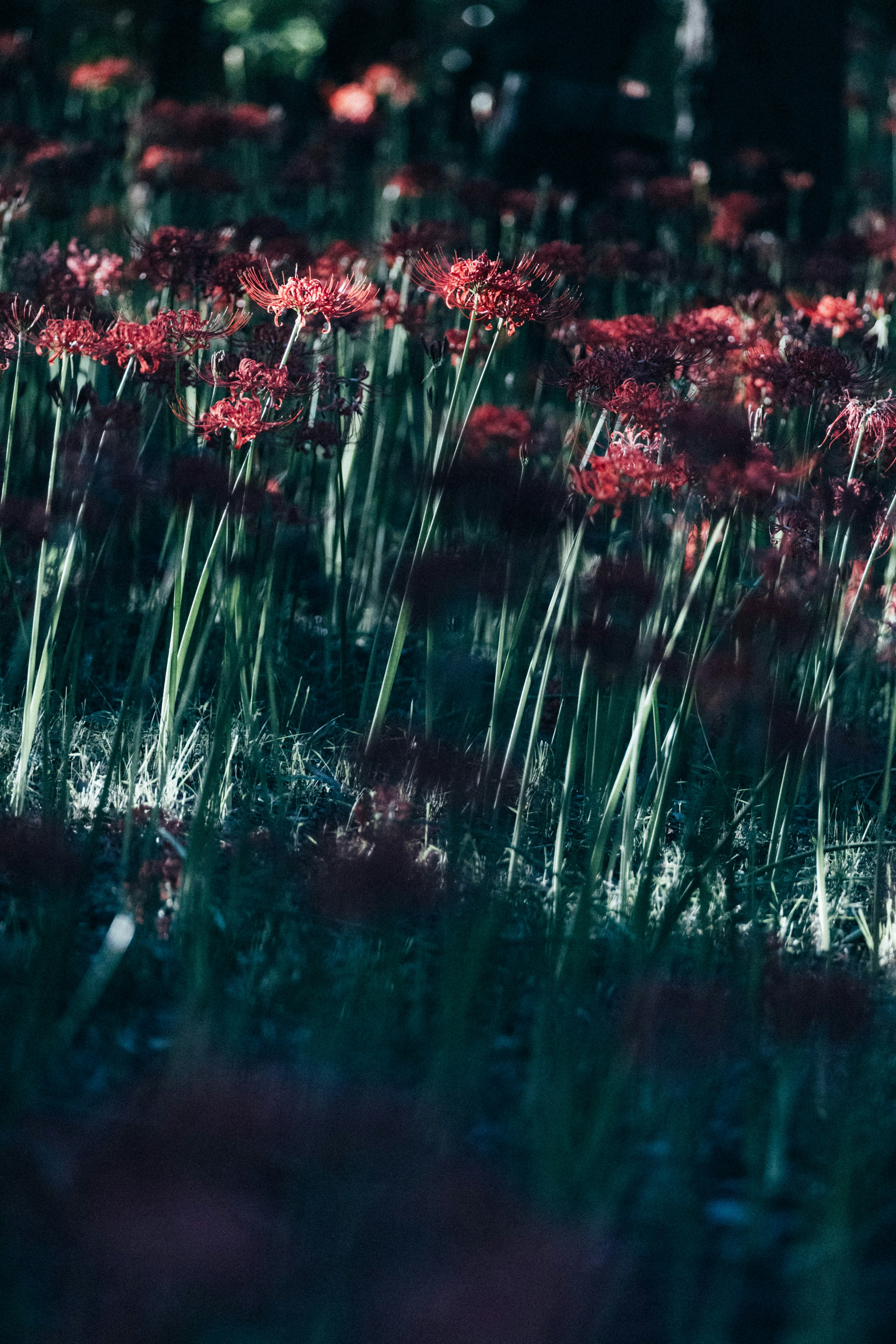 Photo by tsuyoshikozu