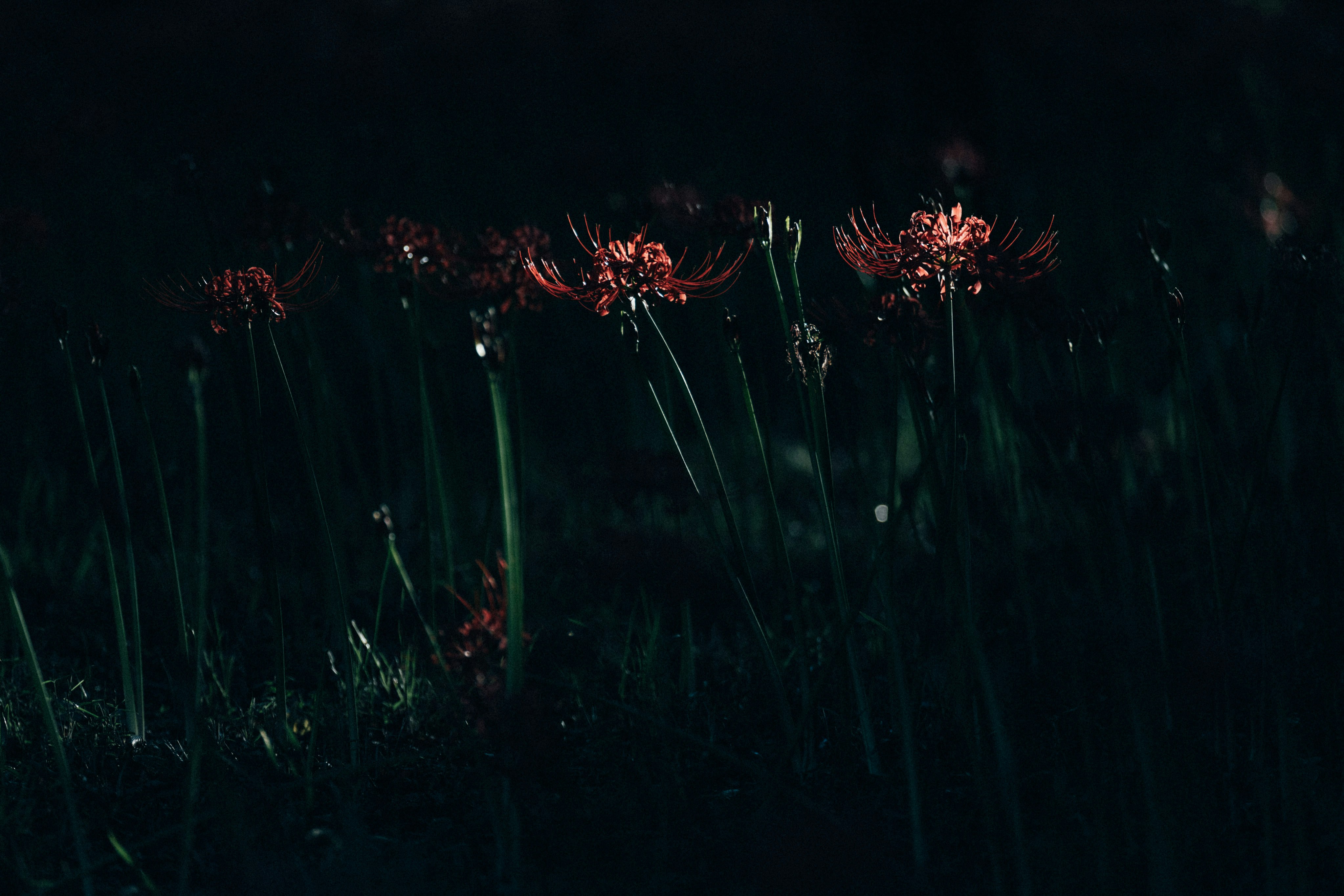 Photo by tsuyoshikozu