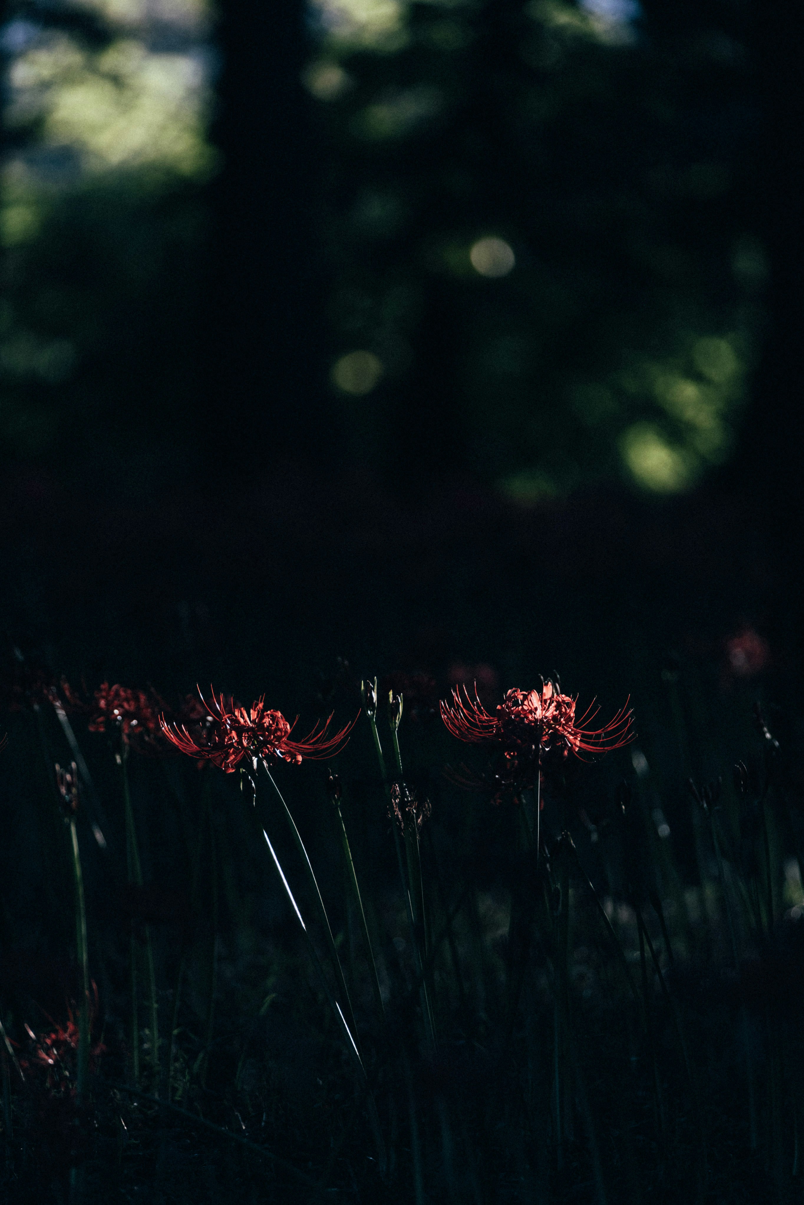 Photo by tsuyoshikozu