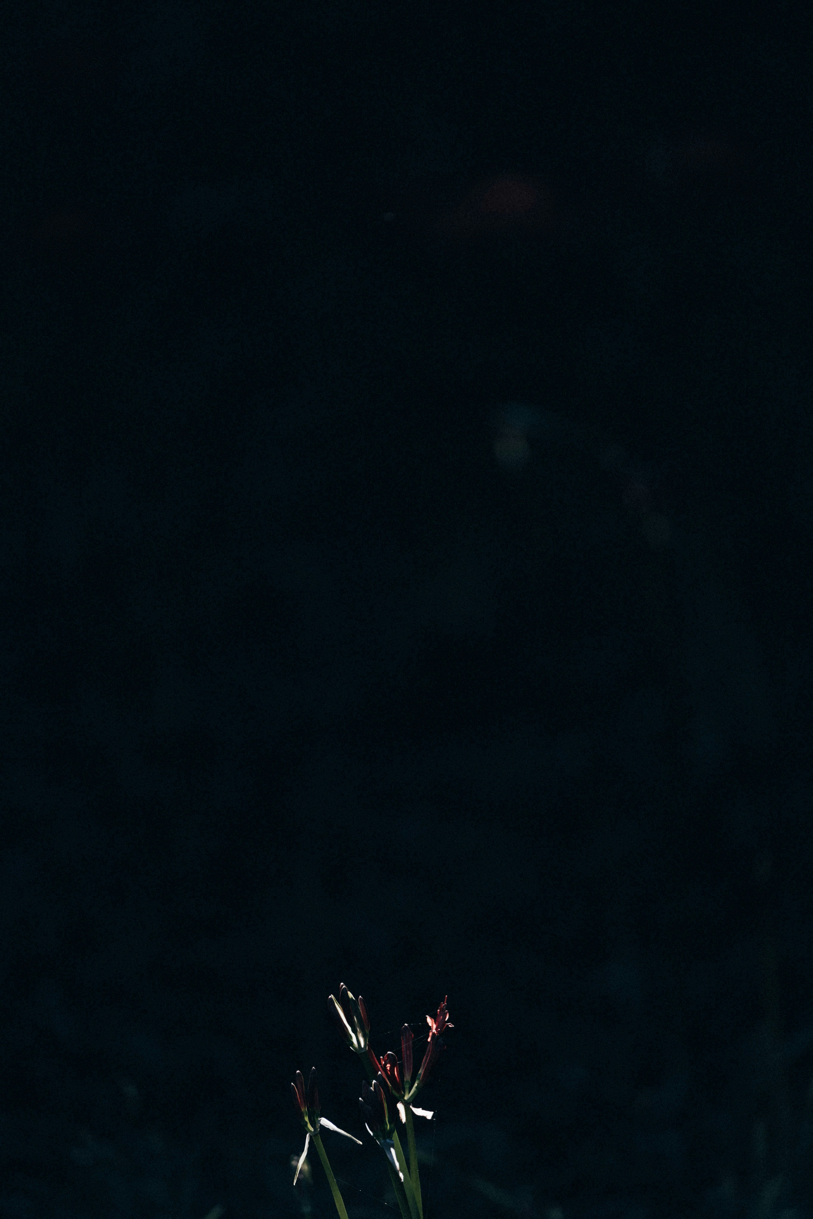 Photo by tsuyoshikozu