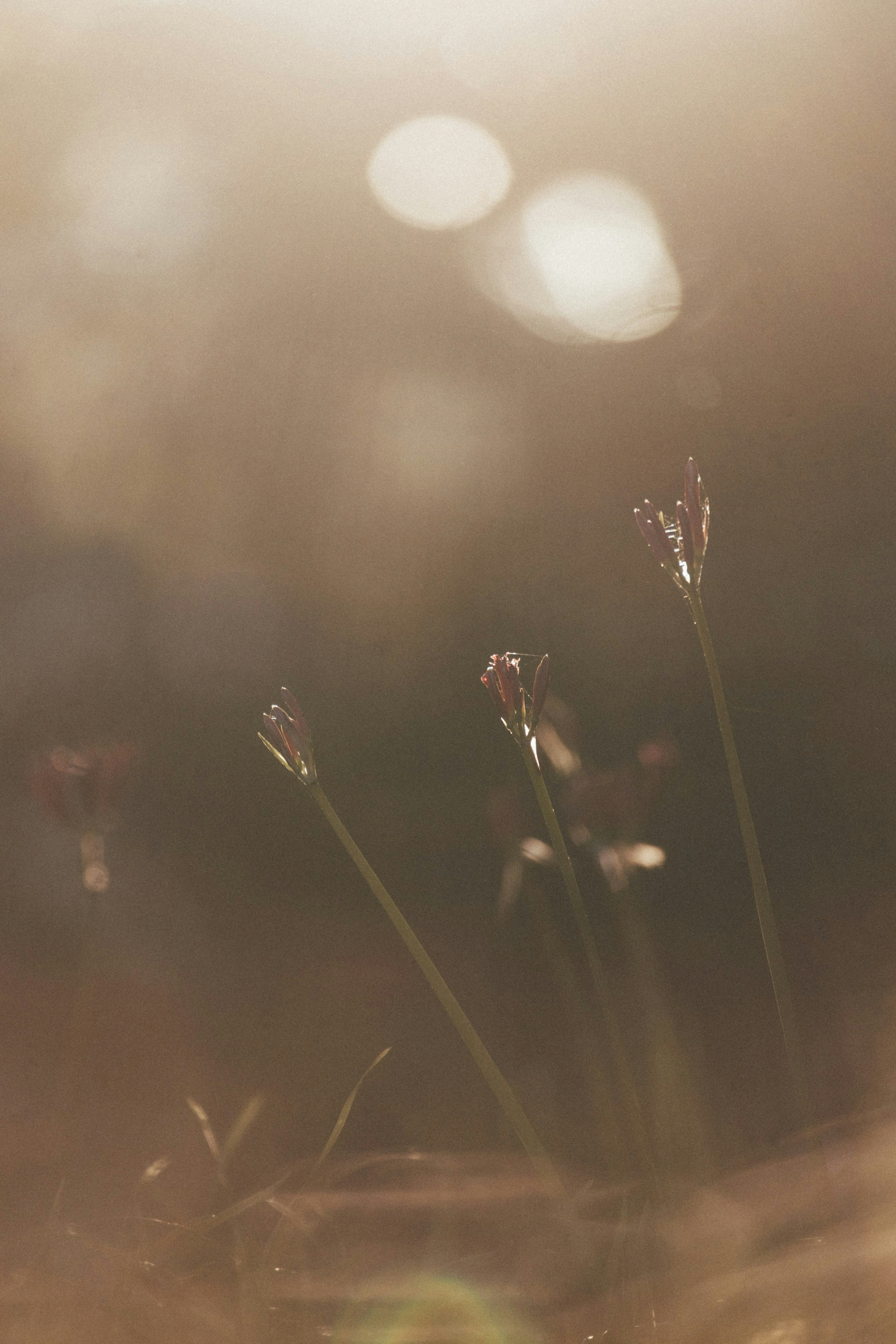 Photo by tsuyoshikozu