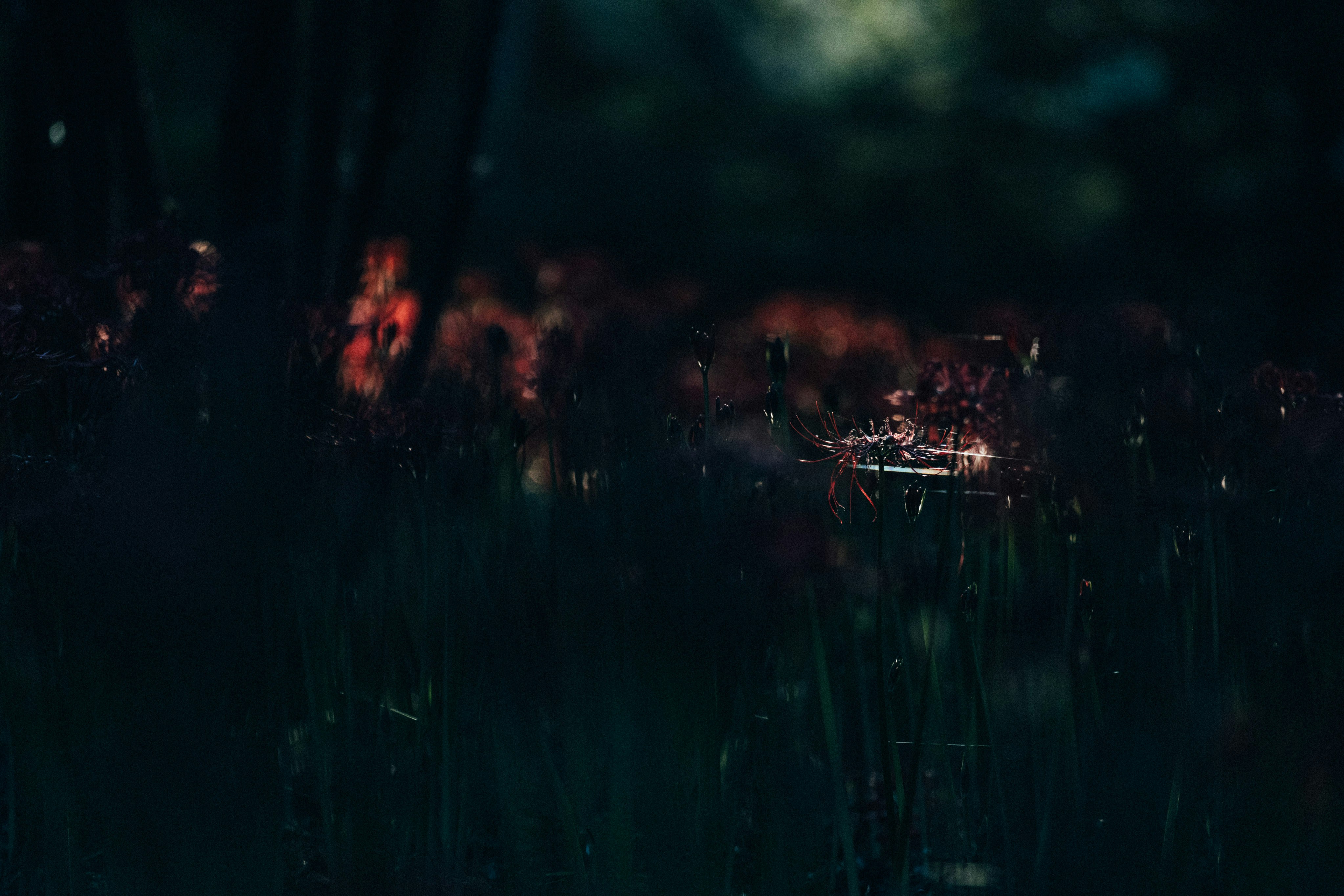 Photo by tsuyoshikozu