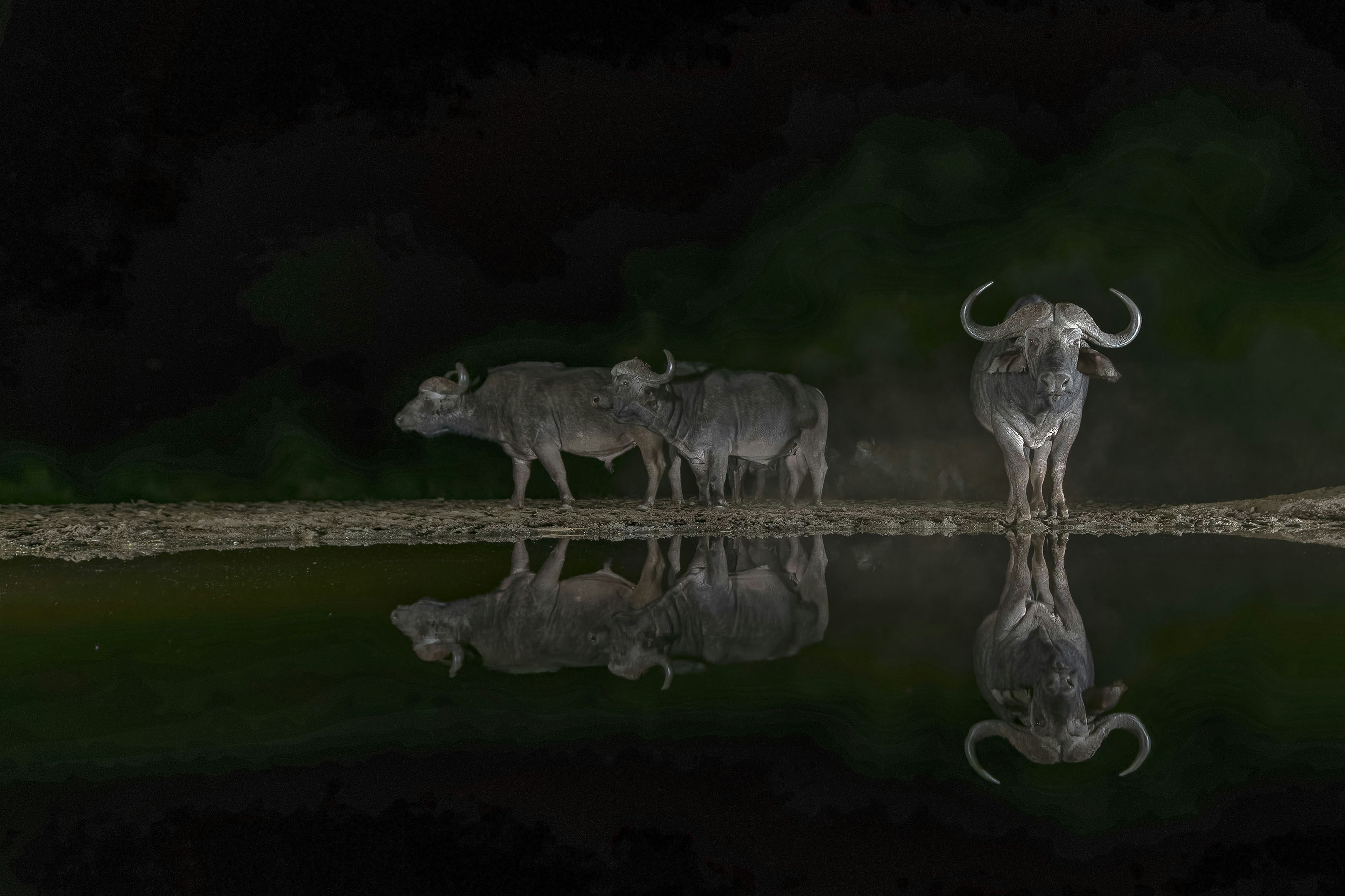 A couple of animals that are standing in the water