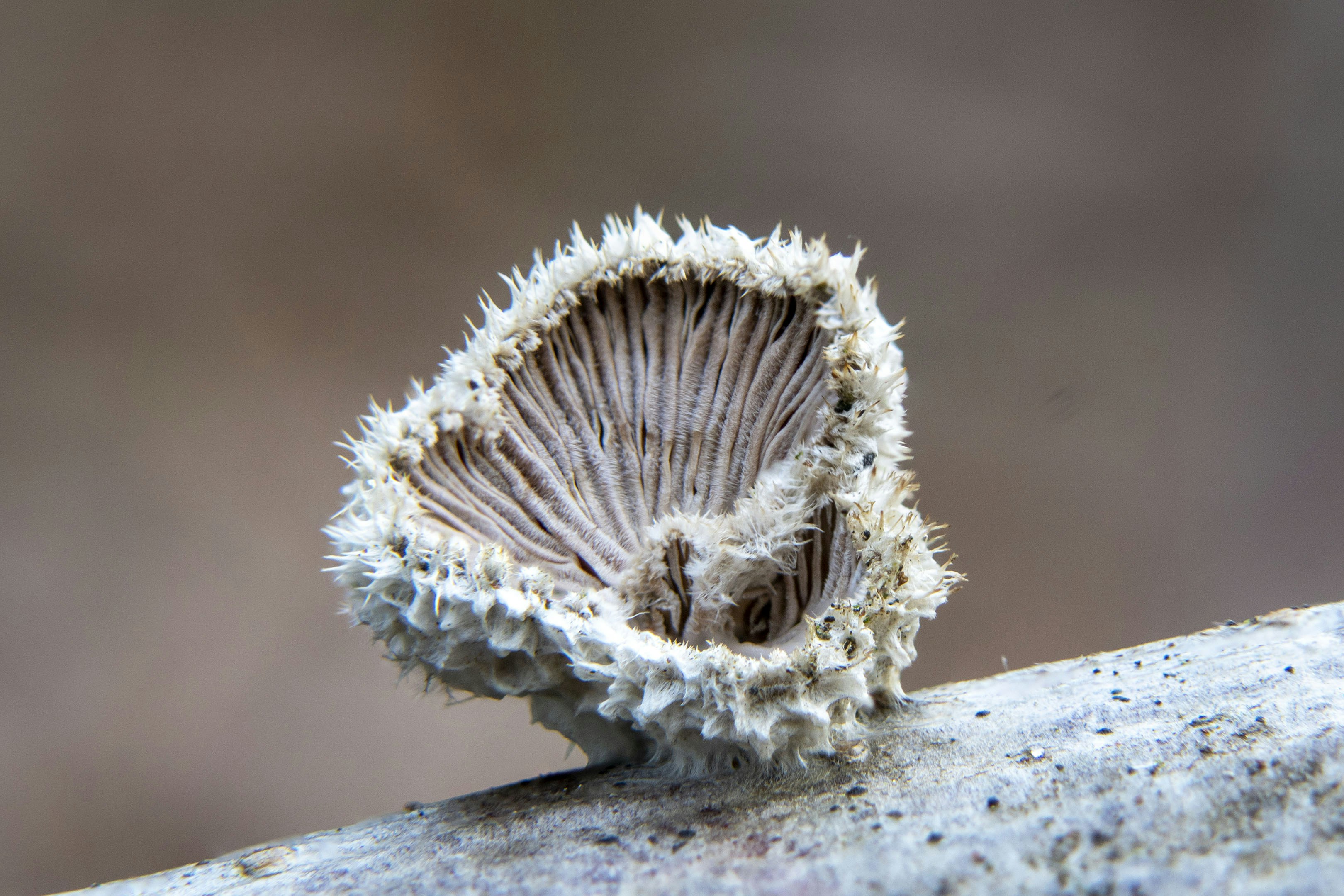 A close up of a mushroom on a branch