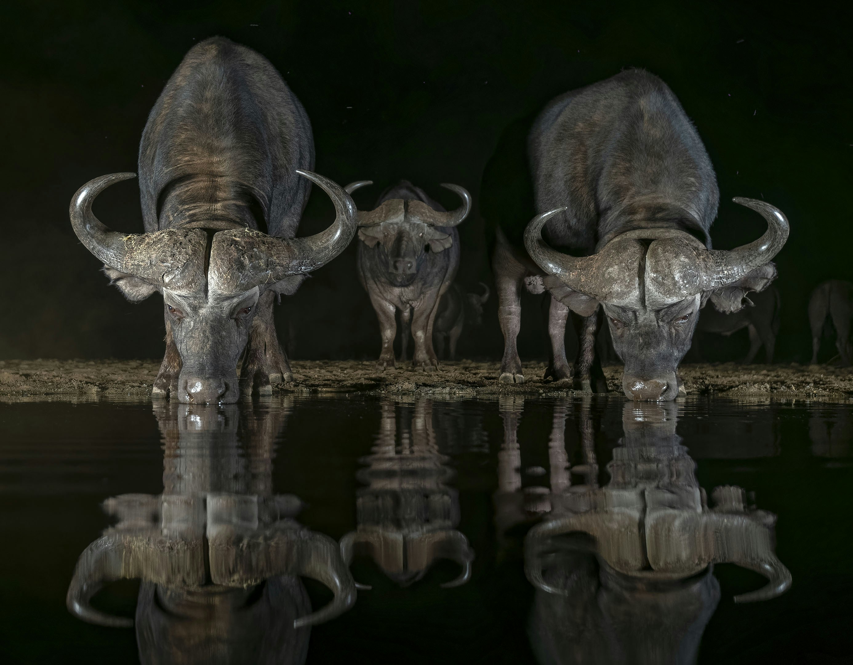 A couple of animals that are standing in the water