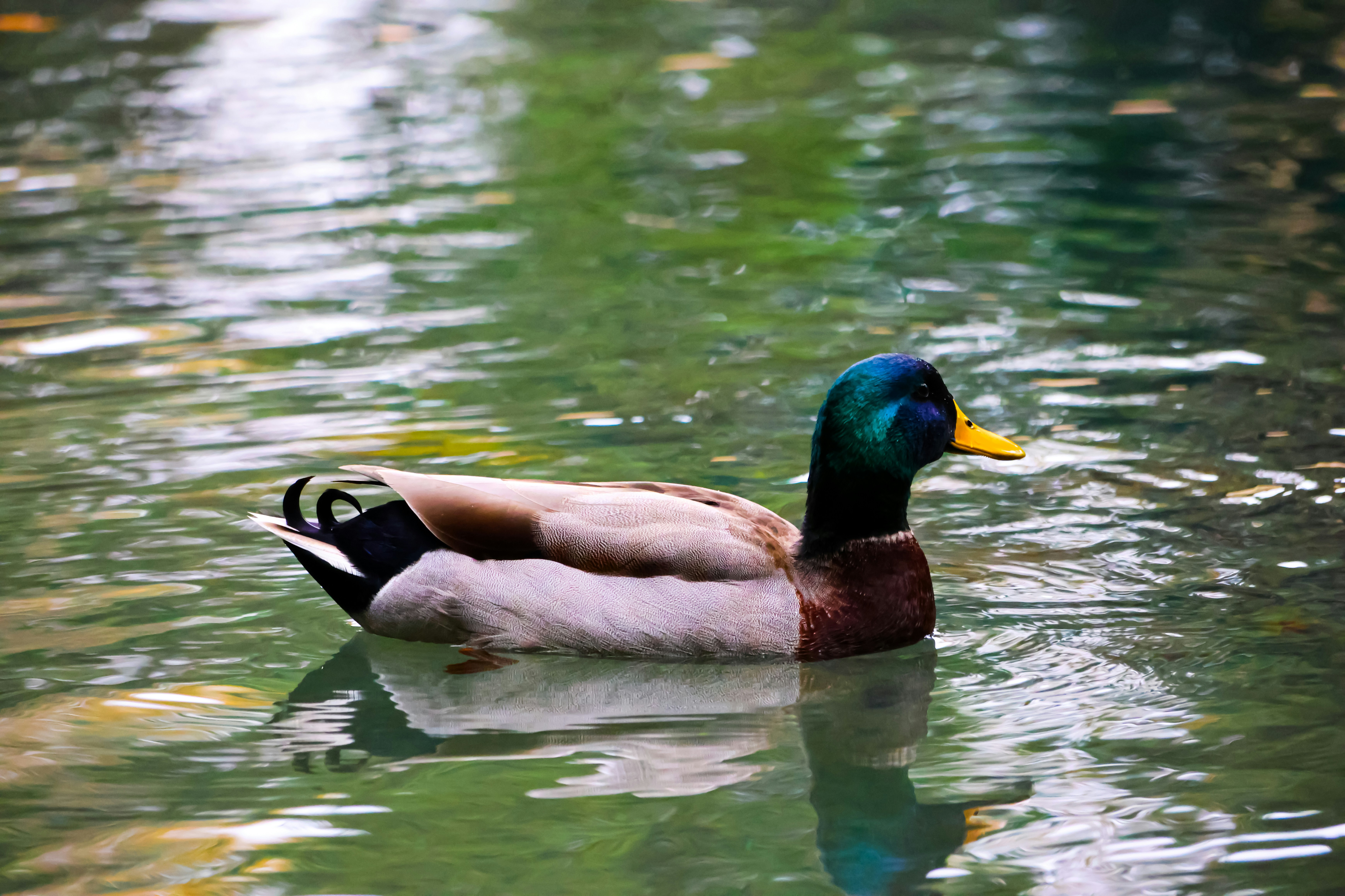 Photo by wendell_adriel