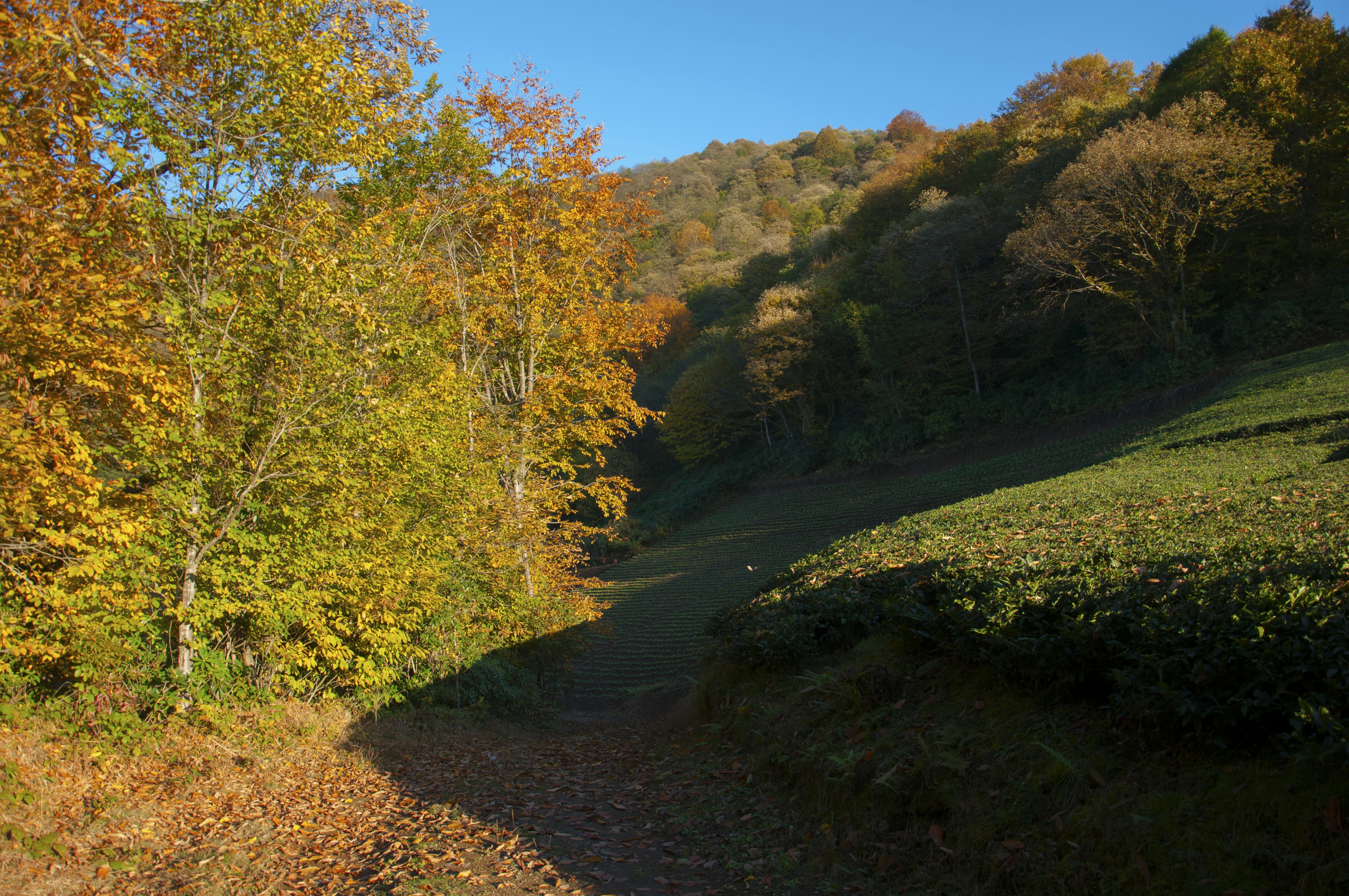 Photo by karakolcubars