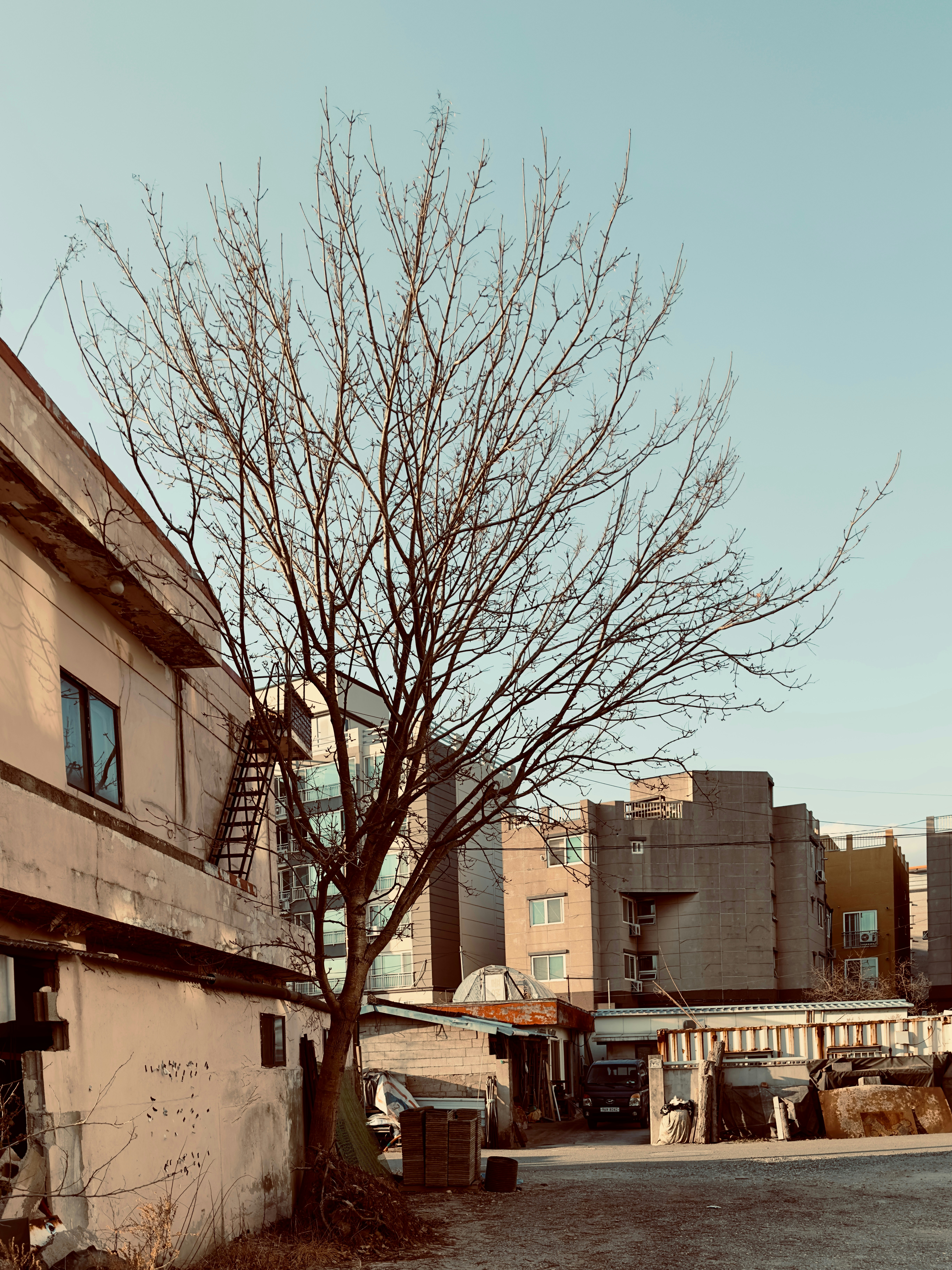 An old building with a tree in front of it