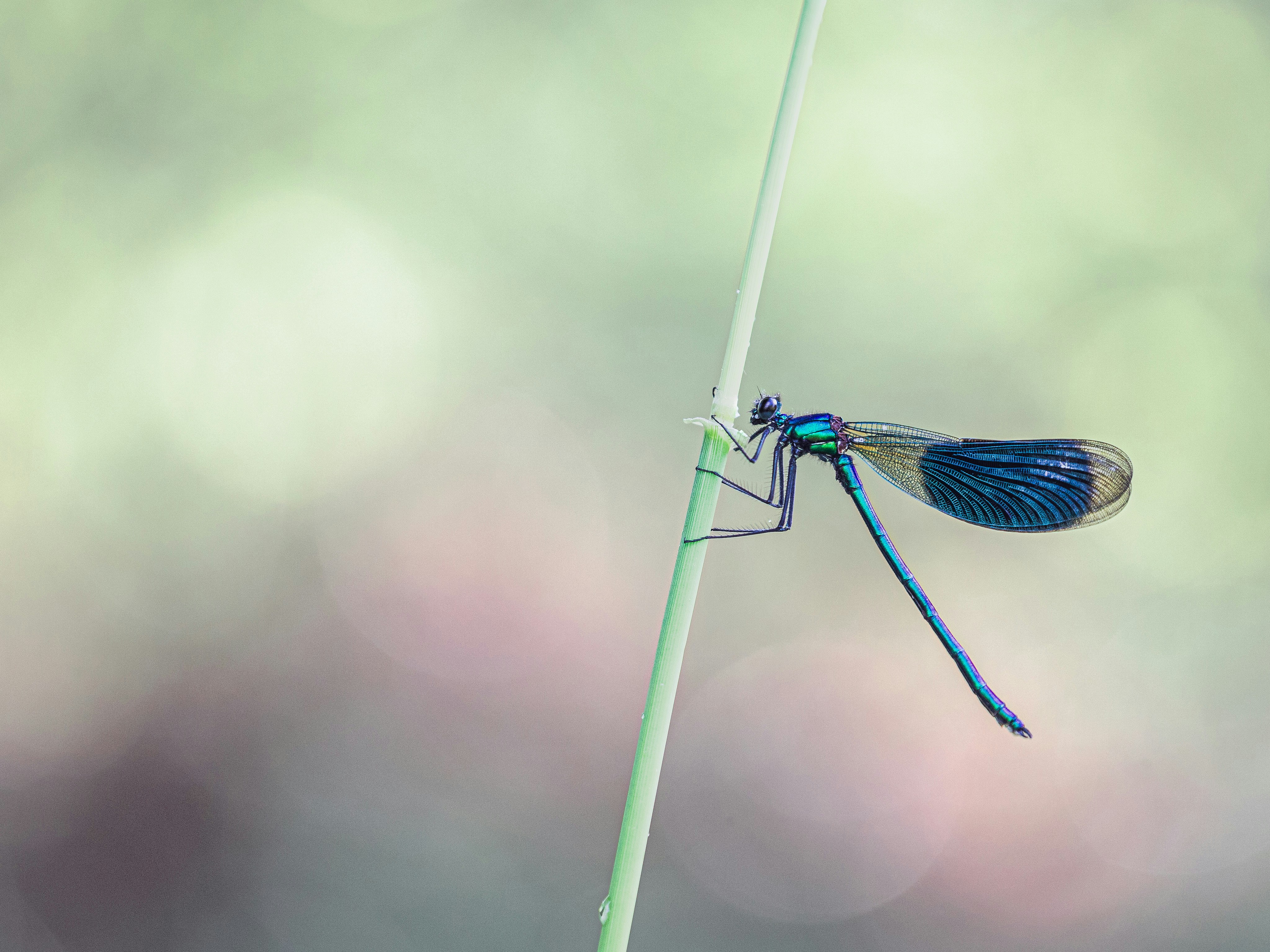 Photo by olgaschraven