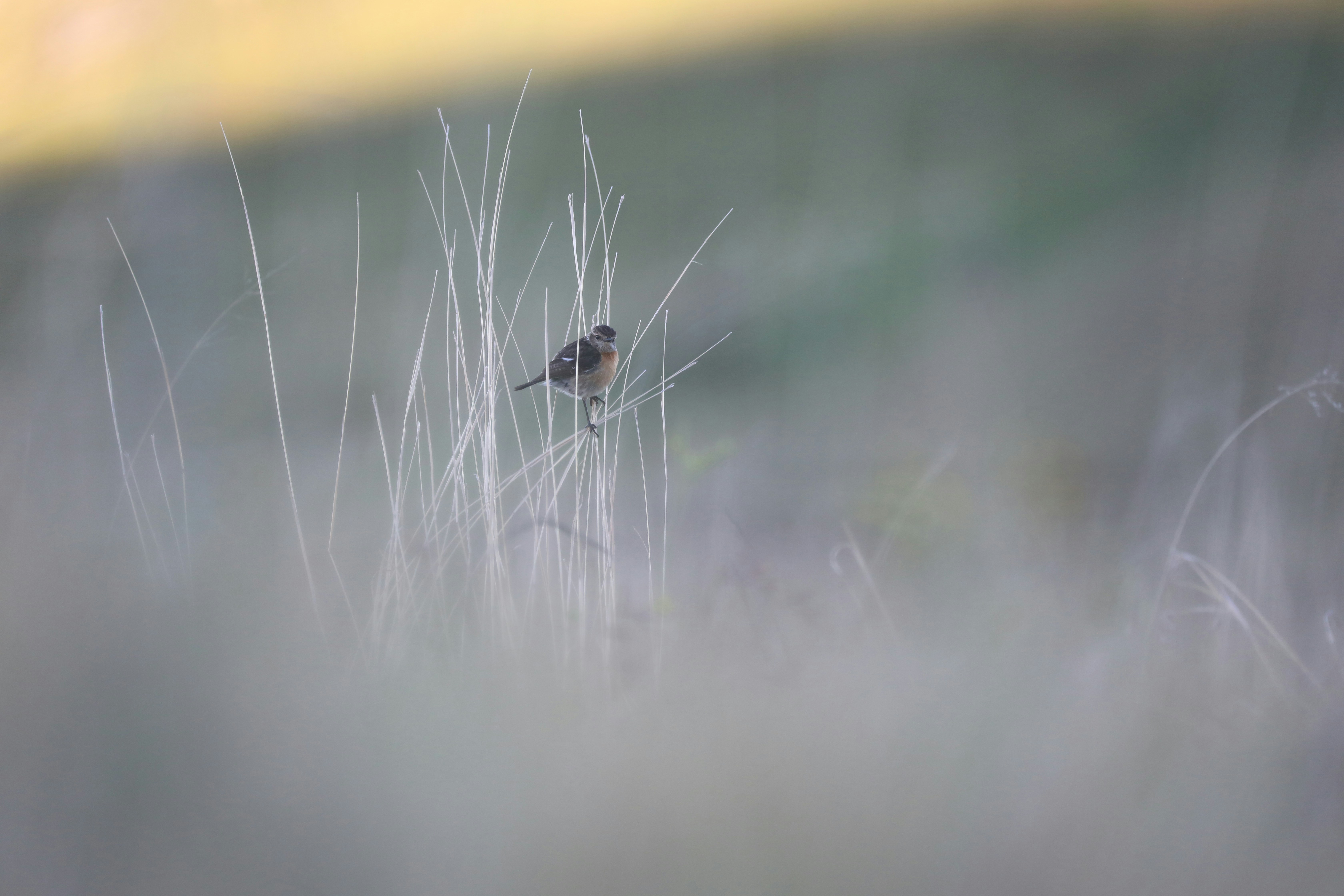 Photo by starblackharasi